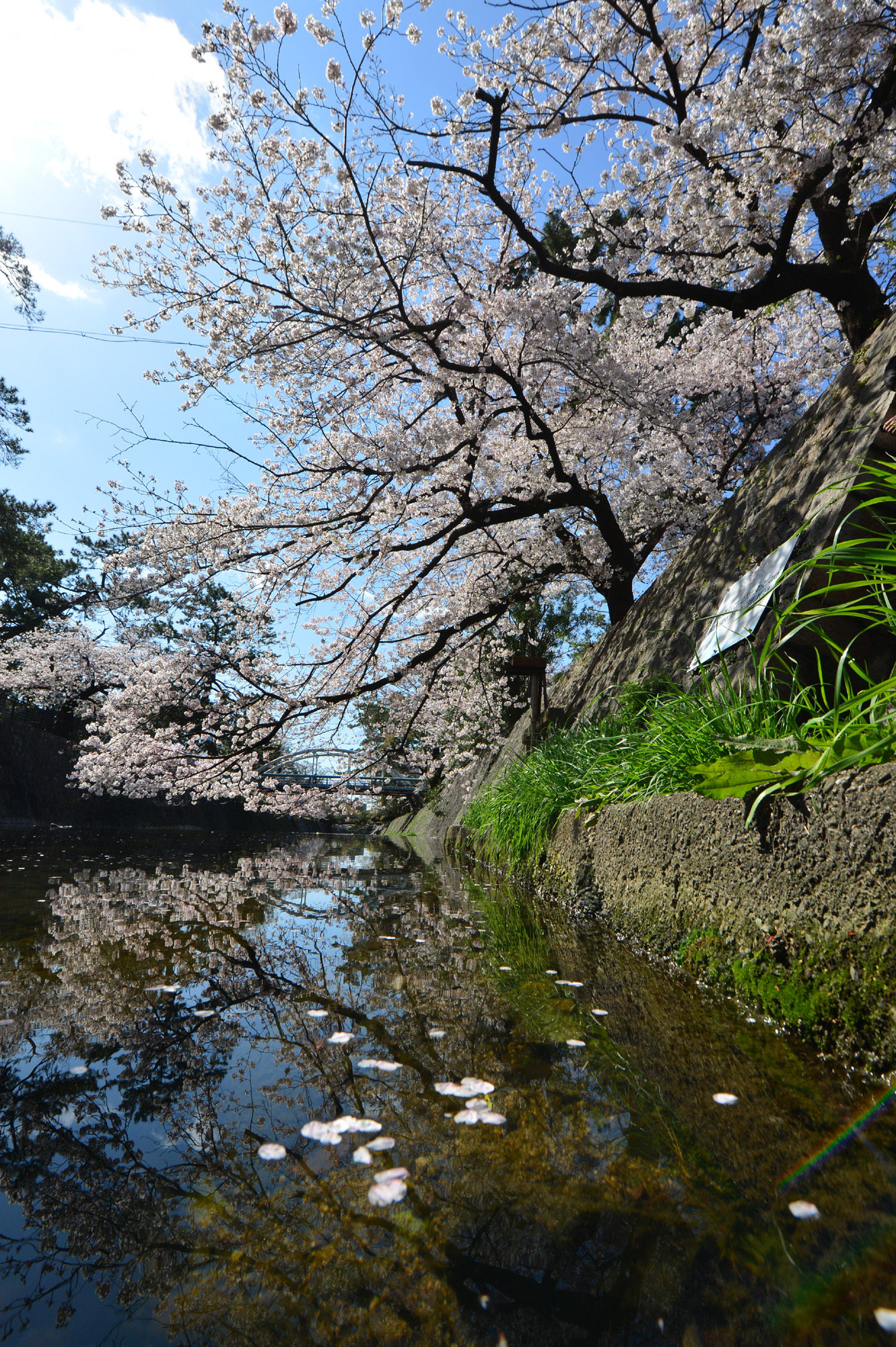 夙川の桜満開！