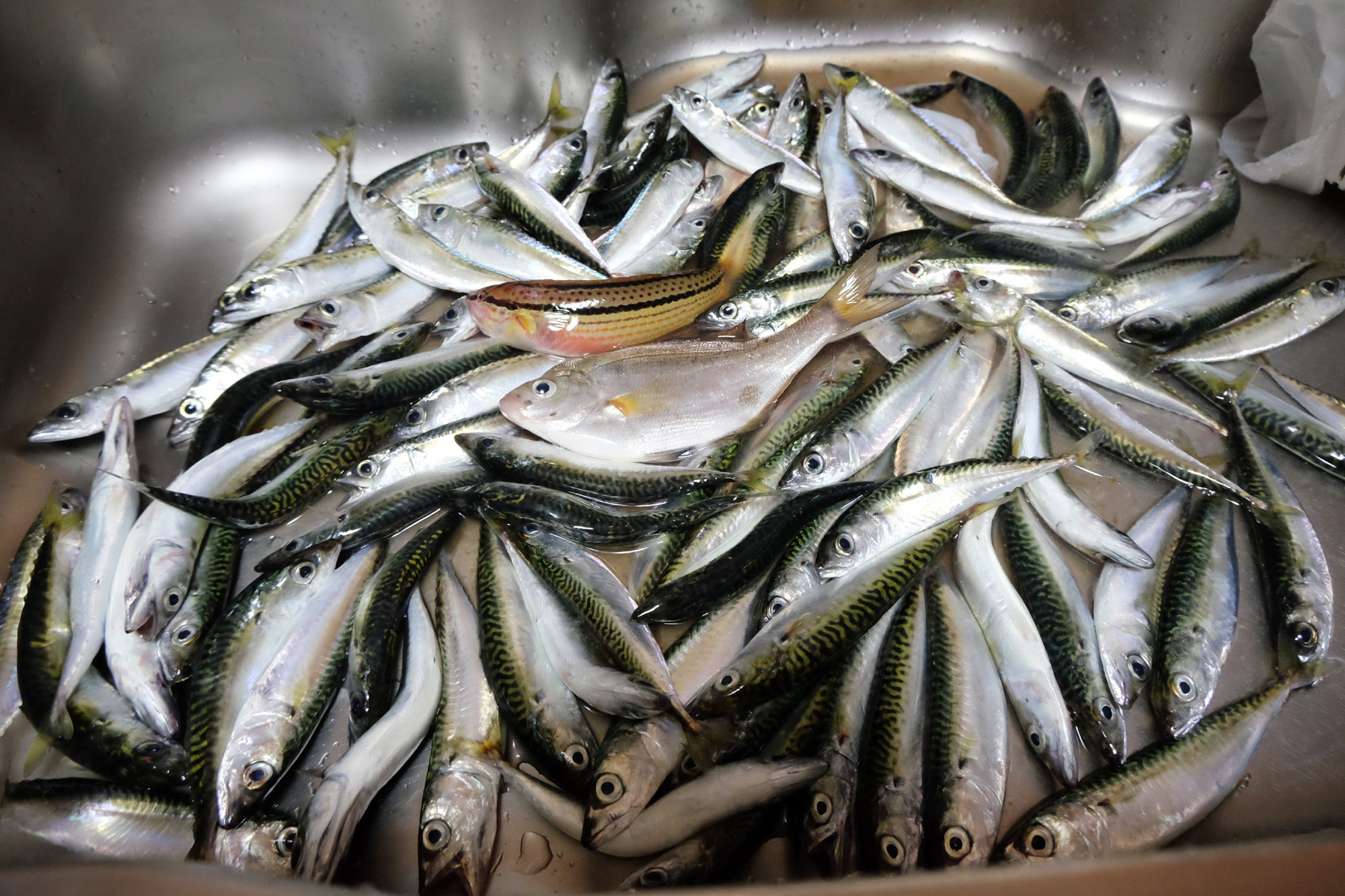 ファミリーフィッシング　神戸某波止場　小鯖いっぱい釣れました。(^_^;)　小鯖料理　圧力鍋　
