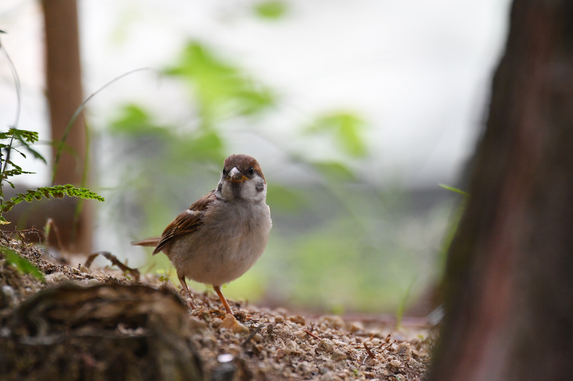 ゴーヨンで撮る雀の写真