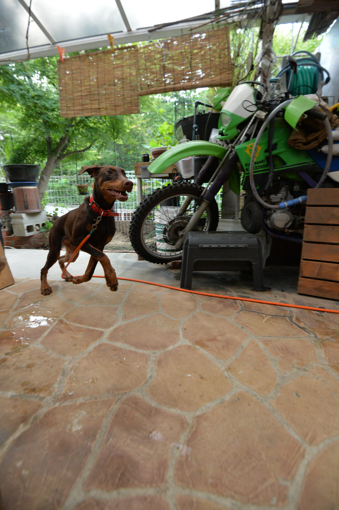 愛犬マロン、朝の運動　ドギーマン 犬用おもちゃ コツトンボーン