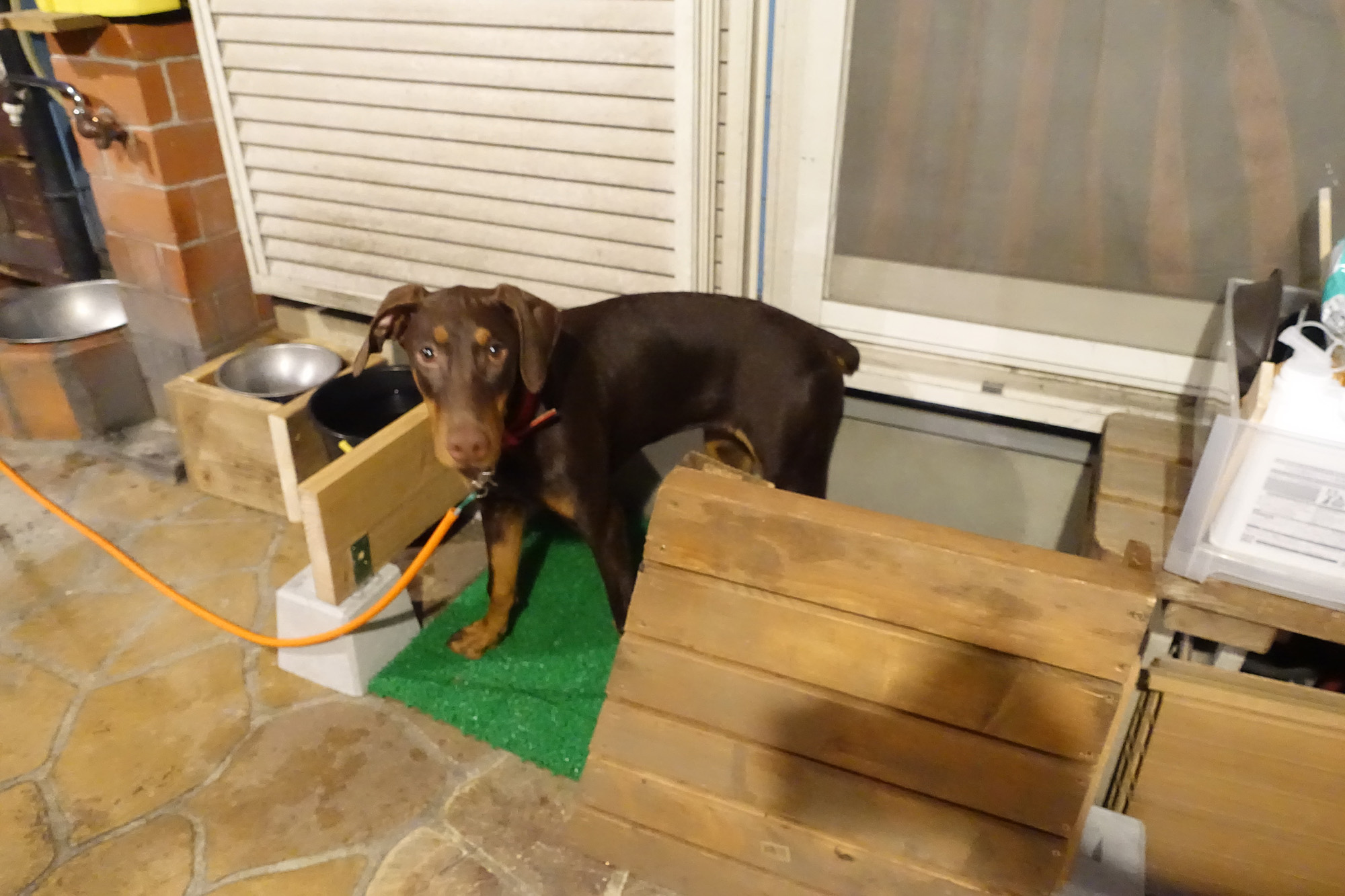庭に犬のトイレ　6ヶ月の大型犬、トイレトレーニング開始してみた。　その１
