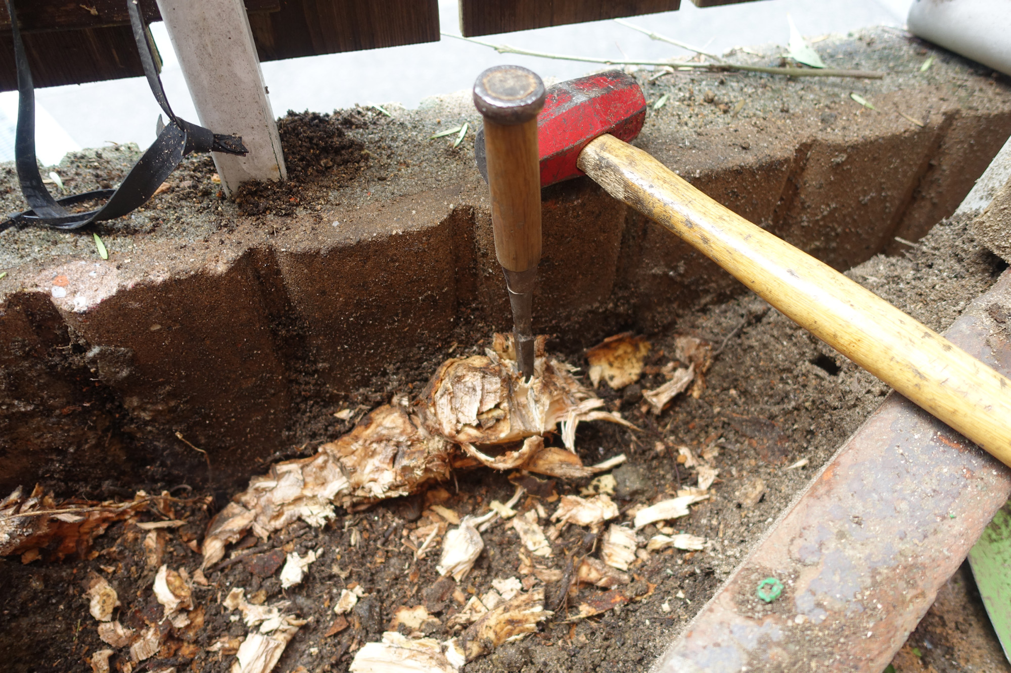 シマトネリコの根っこがブロック塀の隙間に！　木の根を枯れさせる方法