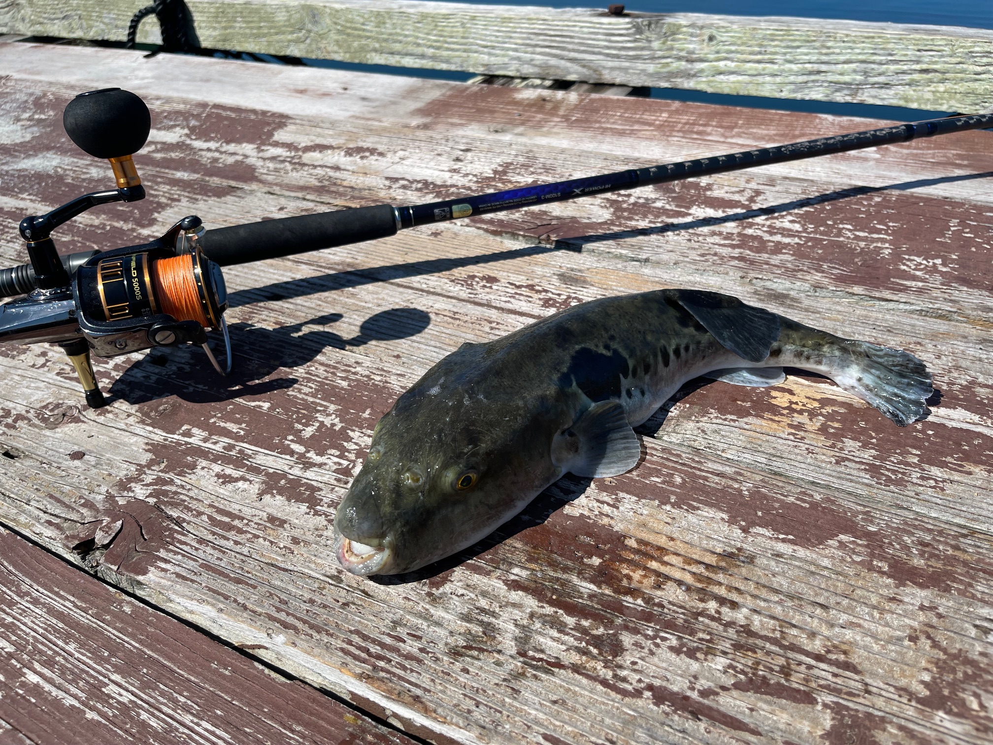 休日は、夫婦で海上釣堀！真鯛とトラフグだけしか釣れませんでした。(-_-;)