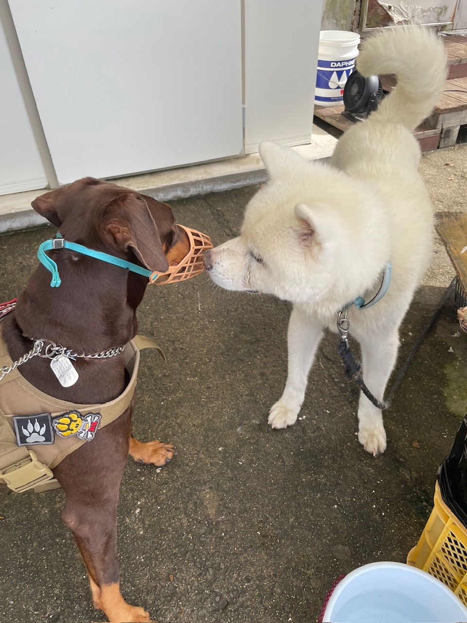 ドーベルマンのマロン、秋田犬のゴンちゃんに会いに行く。