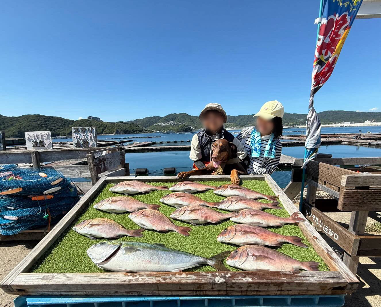 じゃのひれ（海上釣堀）一般コース三女デビューしたが．．．