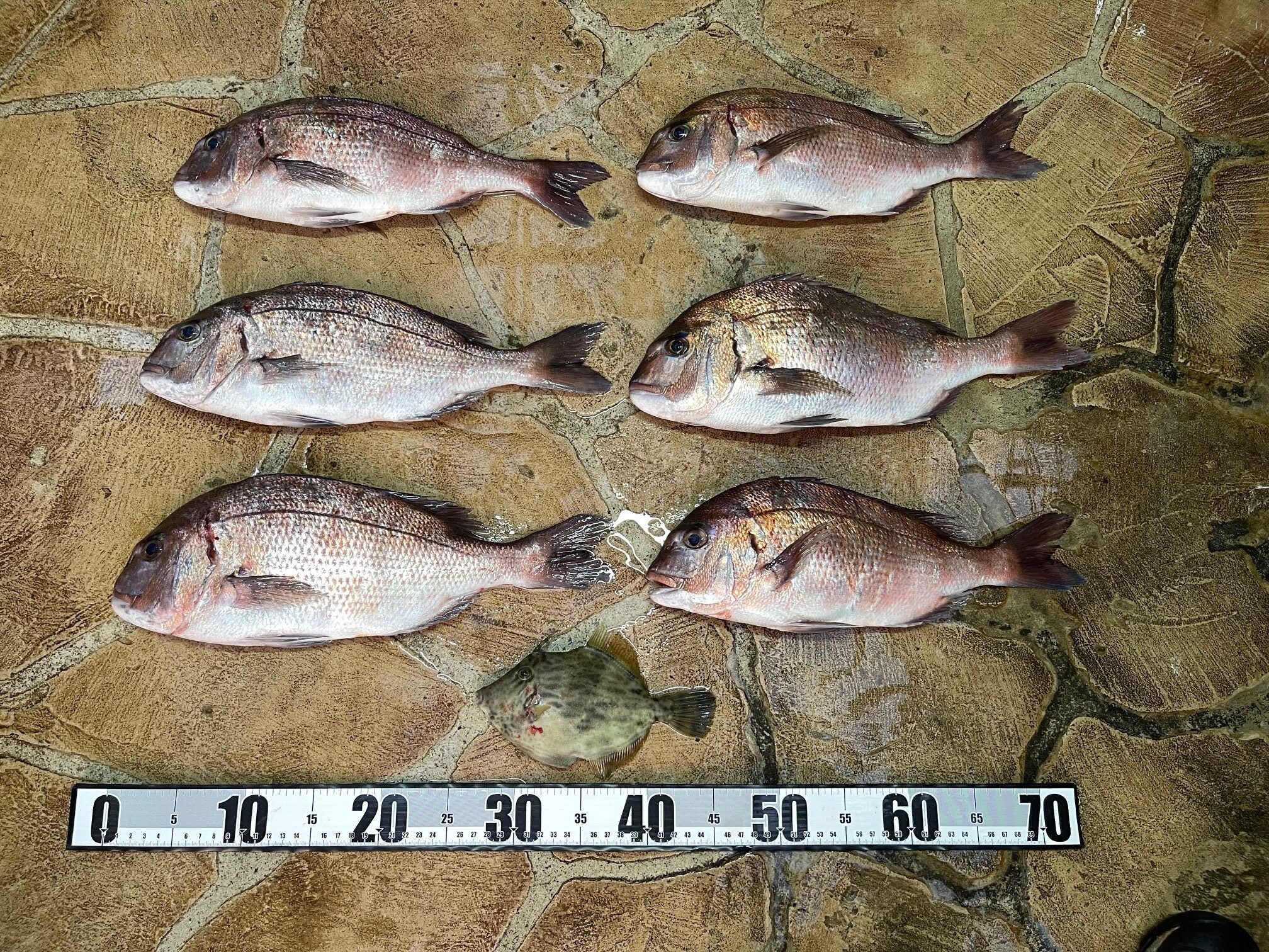 『おみやの鯛！』海上釣堀　餌取りに負けました。(*_*)