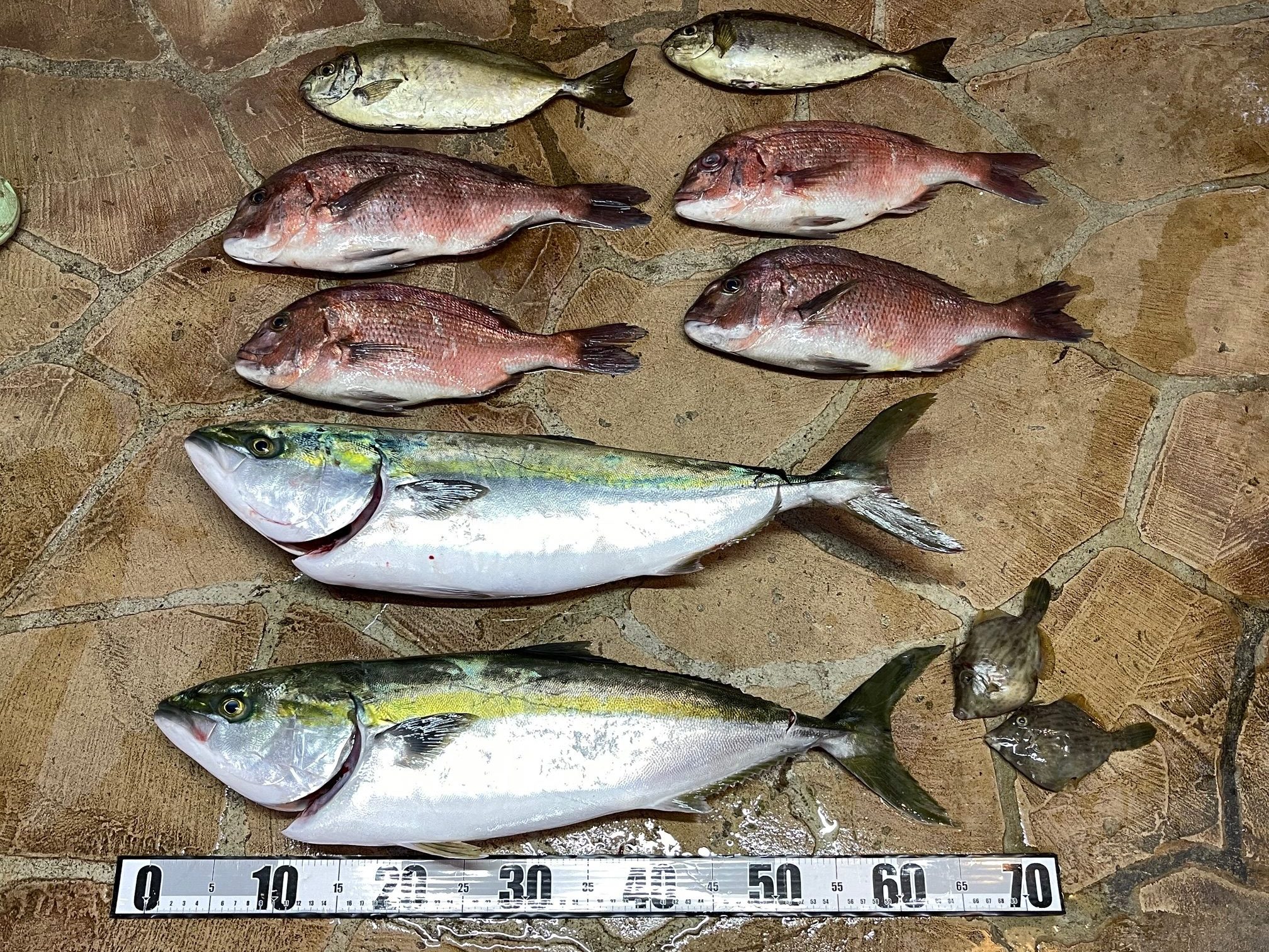 今日は、パパと次女完敗！海上釣堀