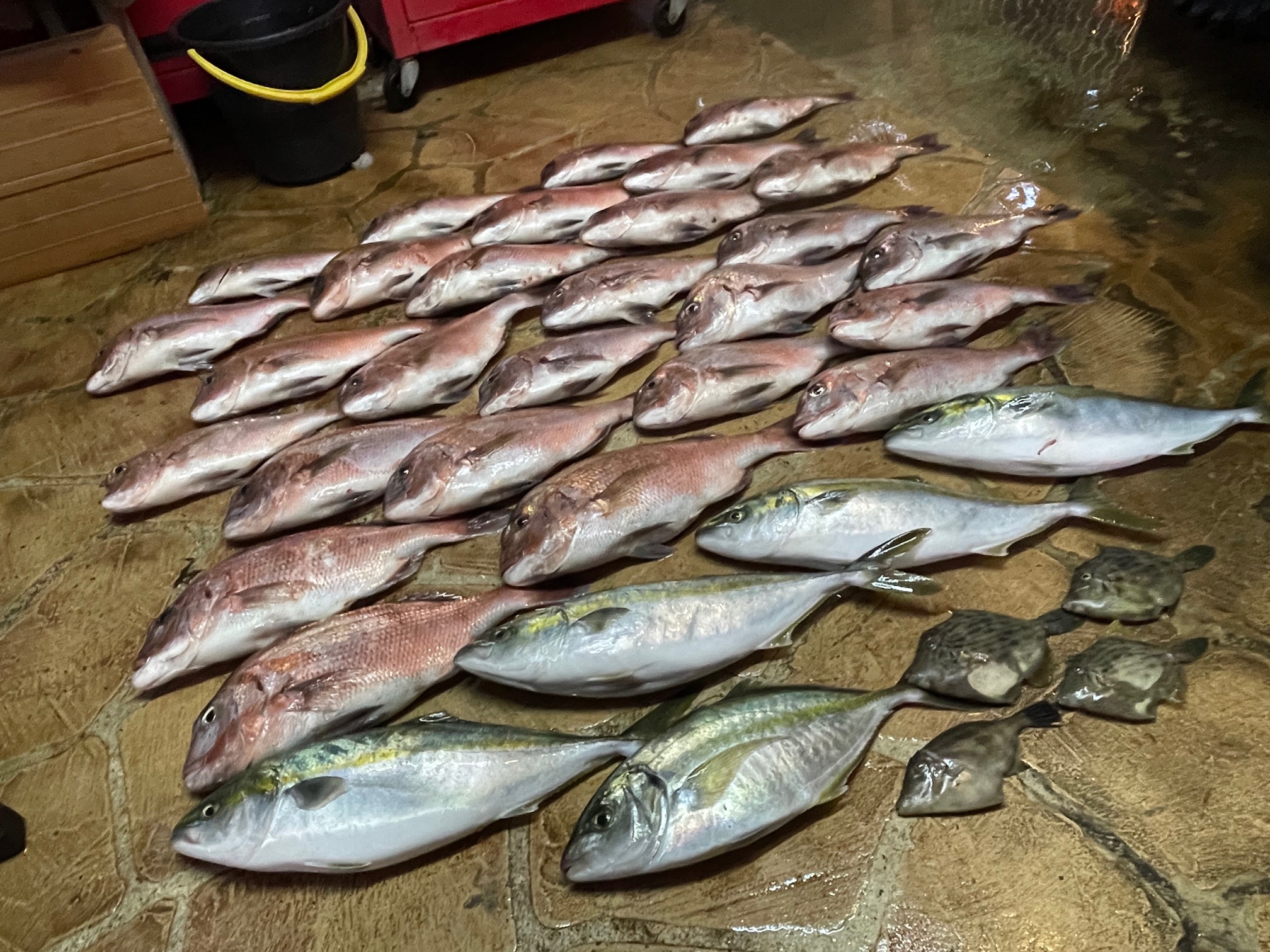 海上釣堀 久々に夫婦でつ抜け! 海上釣堀 久々に夫婦でつ抜け!