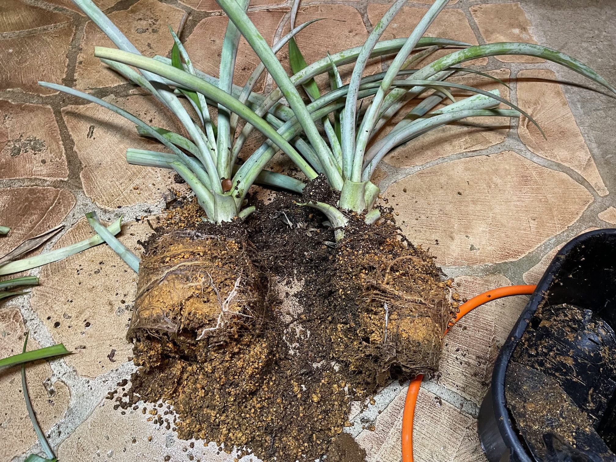 2025.11.18 パイナップルは、今！　台湾パイナップル飼育日記