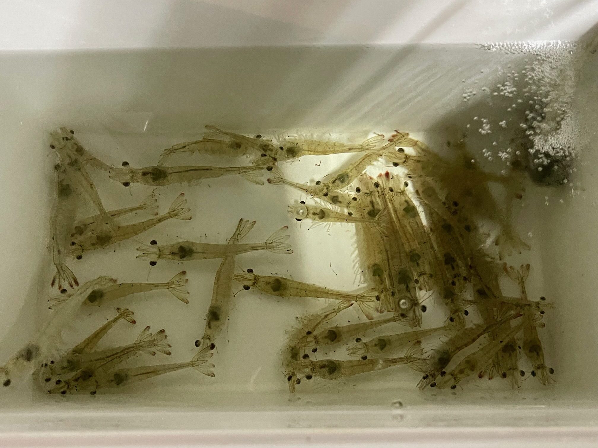 活きバナメイエビを購入するためにちょっと遠いフィッシングマックス武庫川店まで行きました。 活きバナメイエビを購入するためにちょっと遠いフィッシングマックス武庫川店まで行きました。