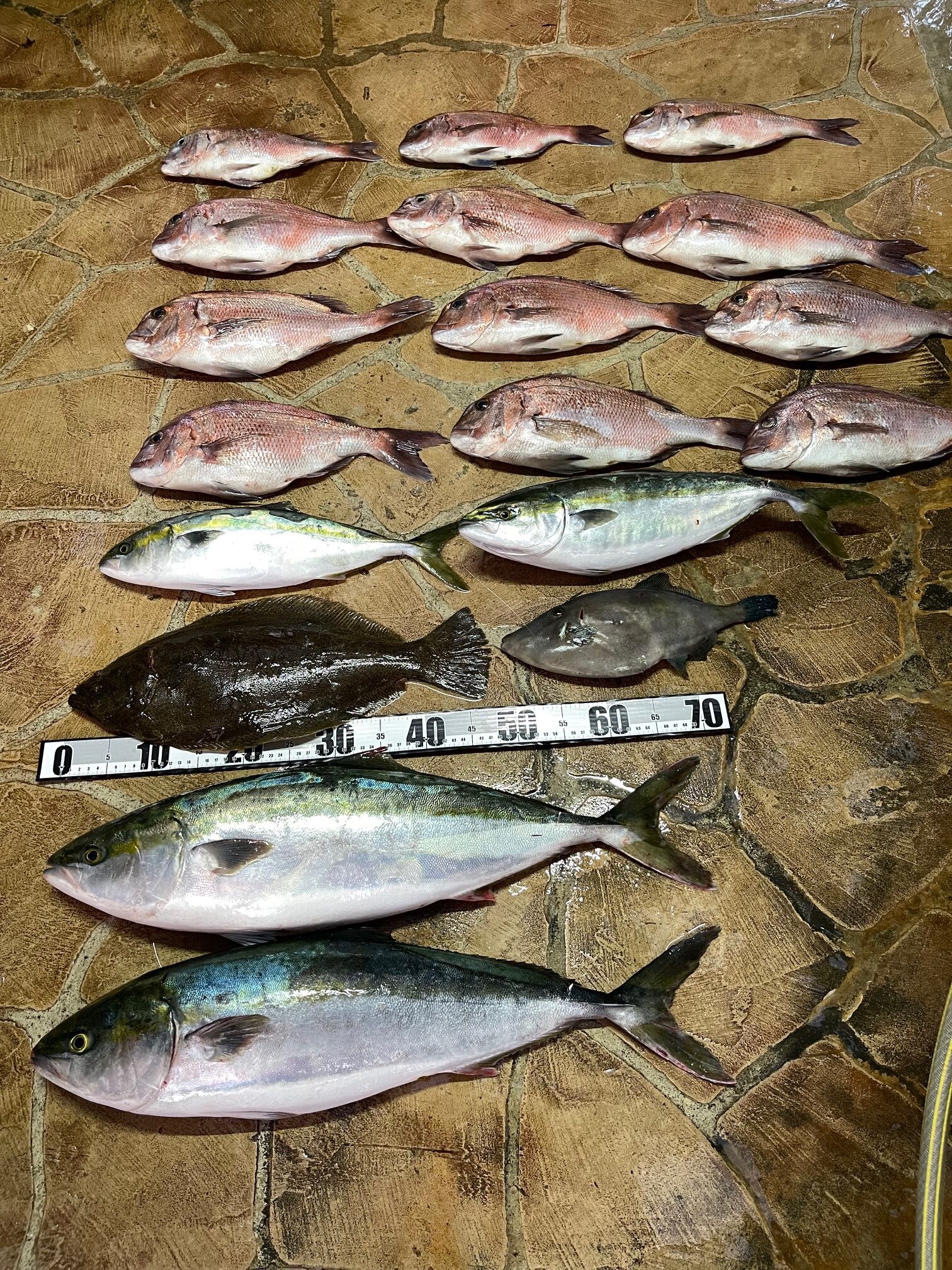 2週間ぶりの海上釣堀。パパ何とかつ抜けしたけど納得行かず!(-_-;) 2週間ぶりの海上釣堀。パパ何とかつ抜けしたけど納得行かず!(-_-;)