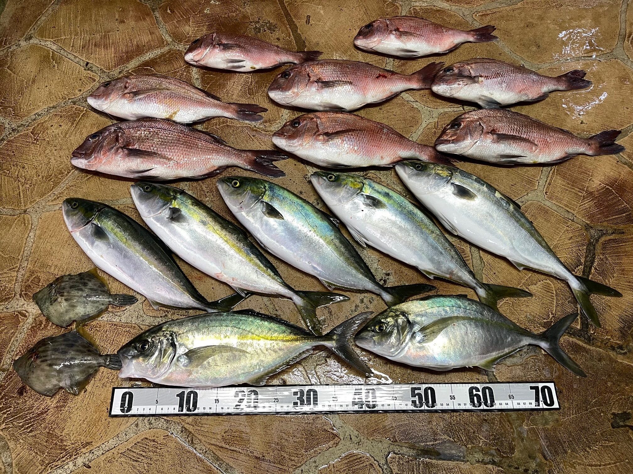 寒さと強風でパパ、鼻じゅるの海上釣堀！(*_*)　久々のデカシマアジ2匹上がって．．．