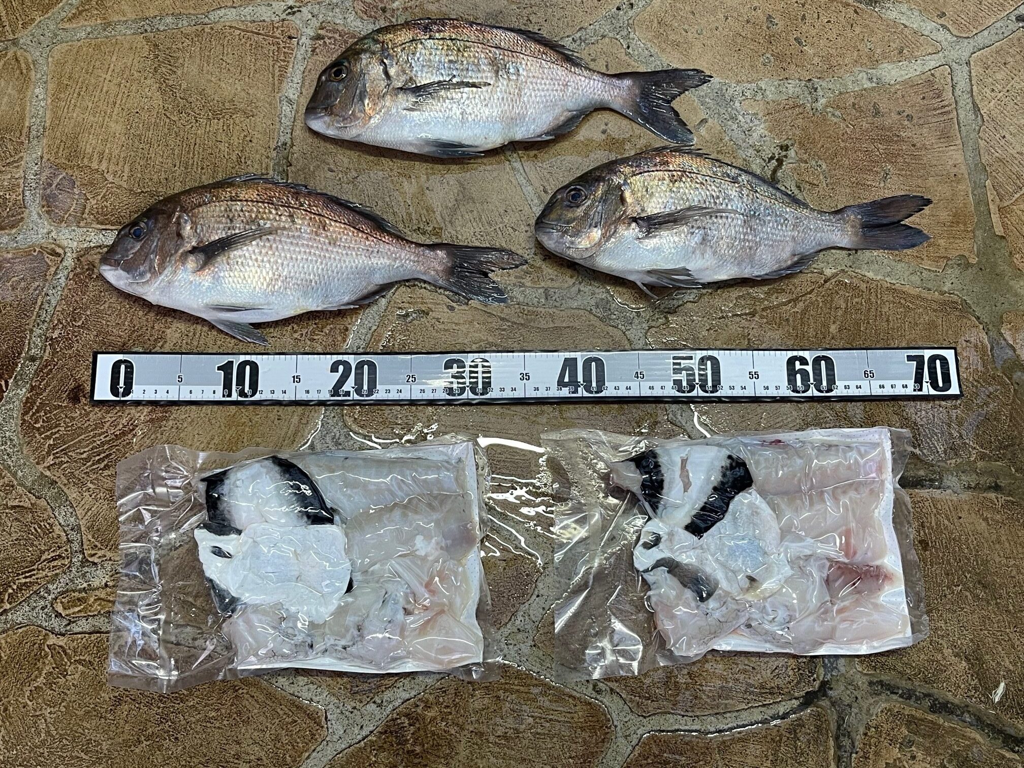 極寒、強風の海上釣堀！フグ祭り参加賞のトラフグ頂きました。