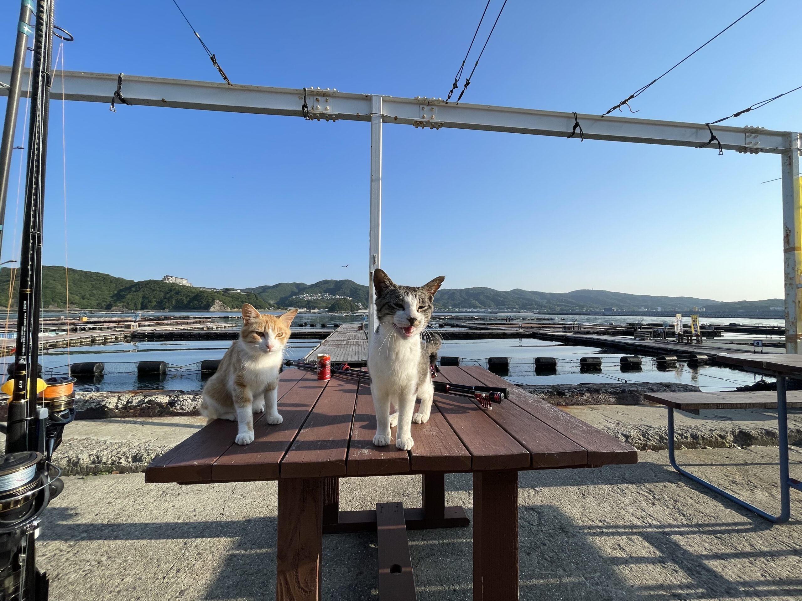 海上釣堀（筏）のモクモク禁止になりました！(*_*)