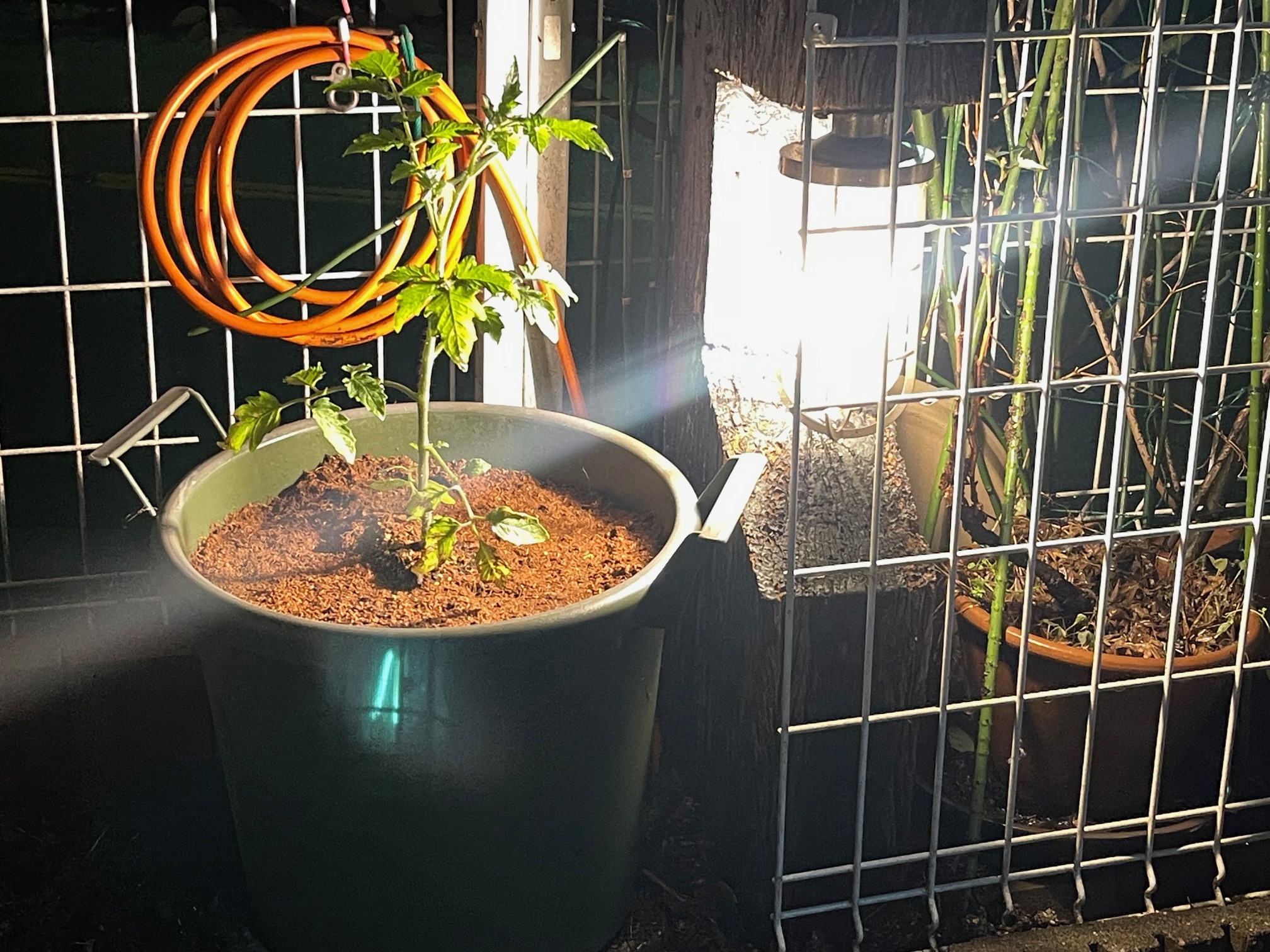 今日も家庭菜園の黄色ミニトマトを植えました。