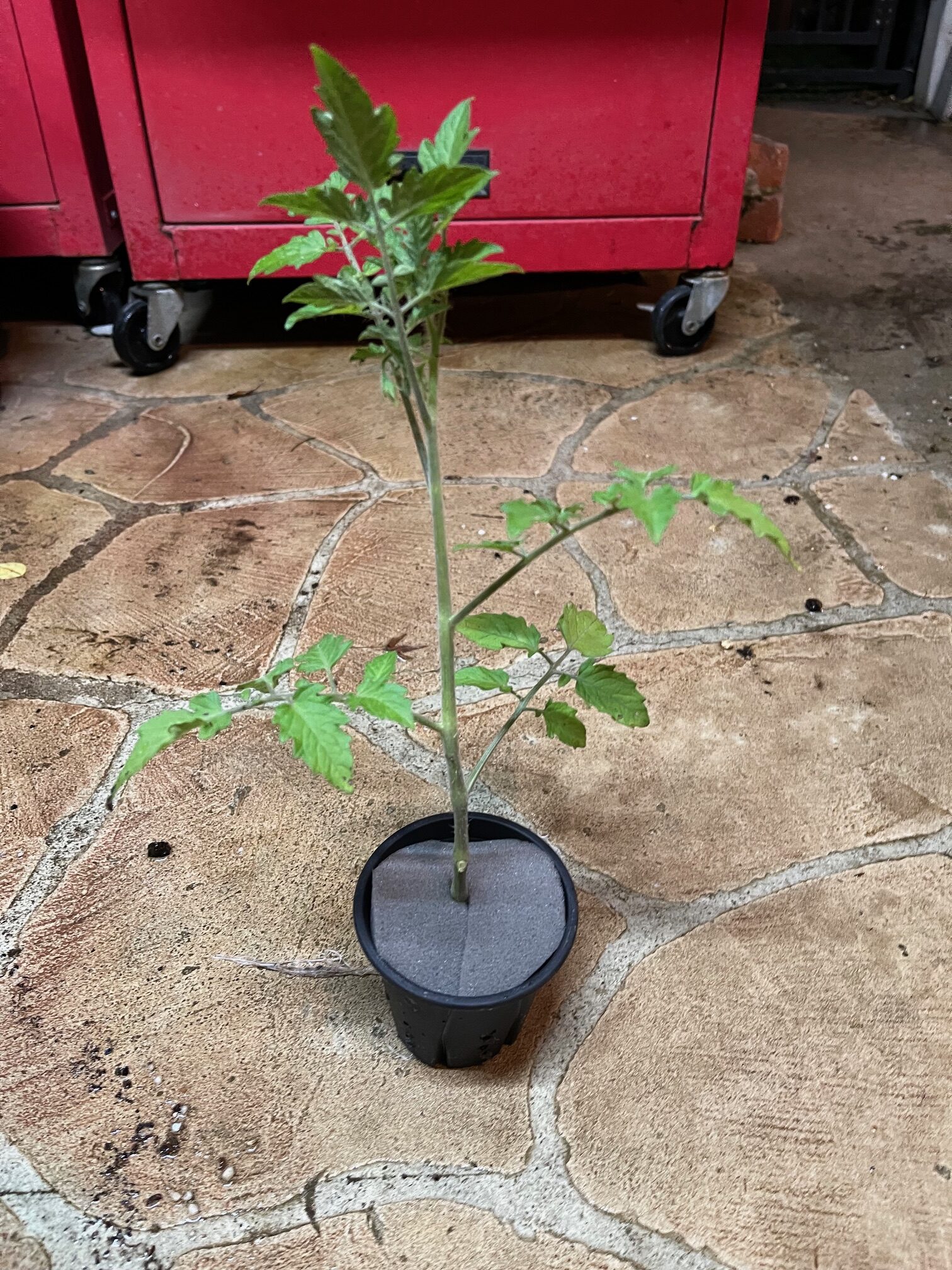今年は、水耕栽培にチェレンジしてみる。その３　苗木の土を取りました。　アクアポニックス