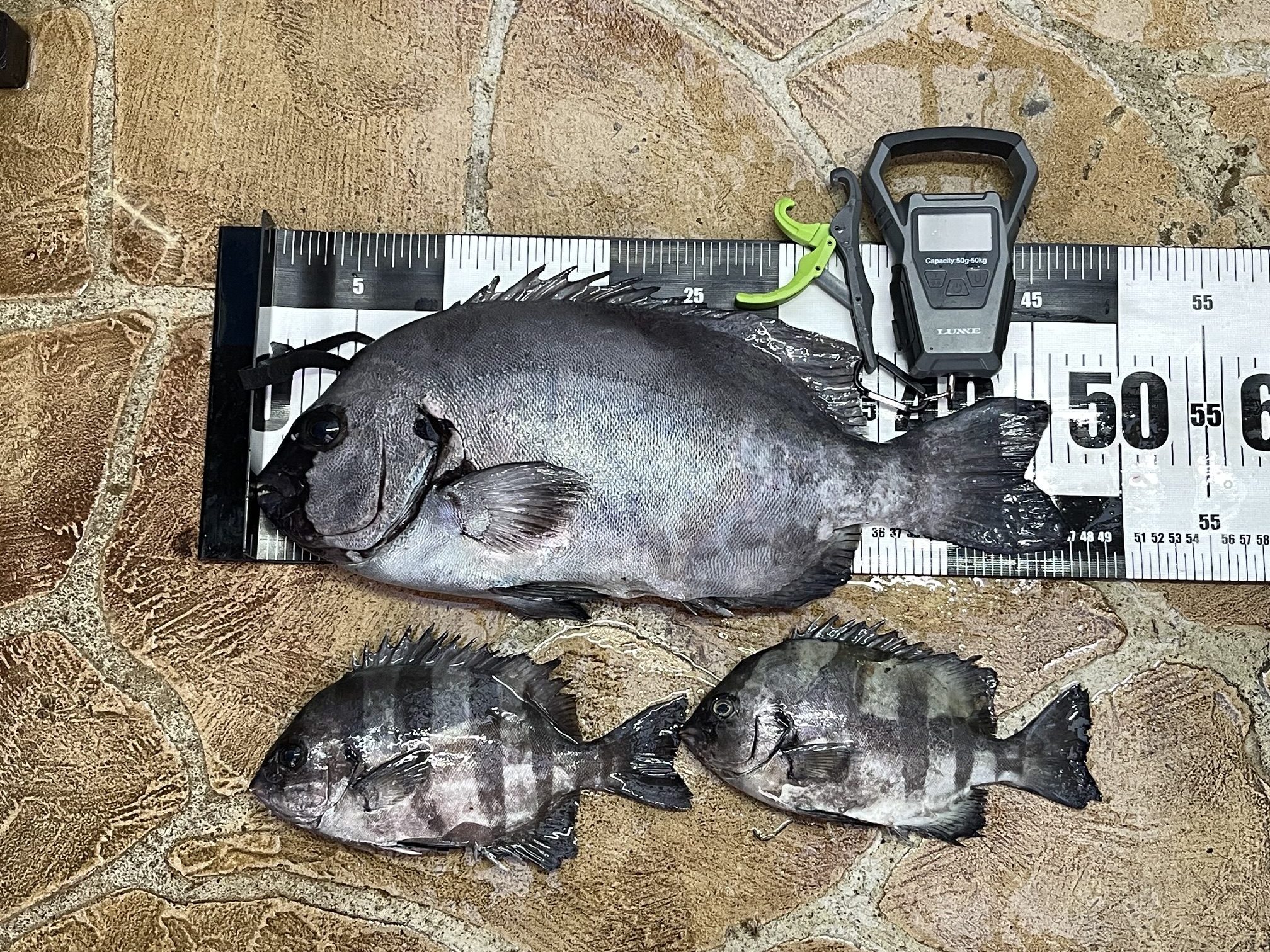 海上釣堀　石鯛とサンバソウ！大きさの境目は？