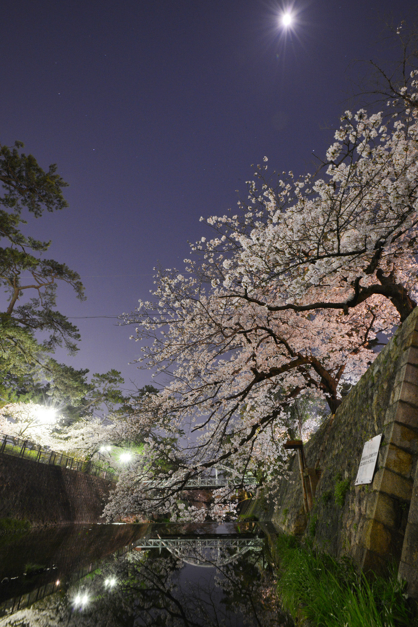2020夙川夜桜写真