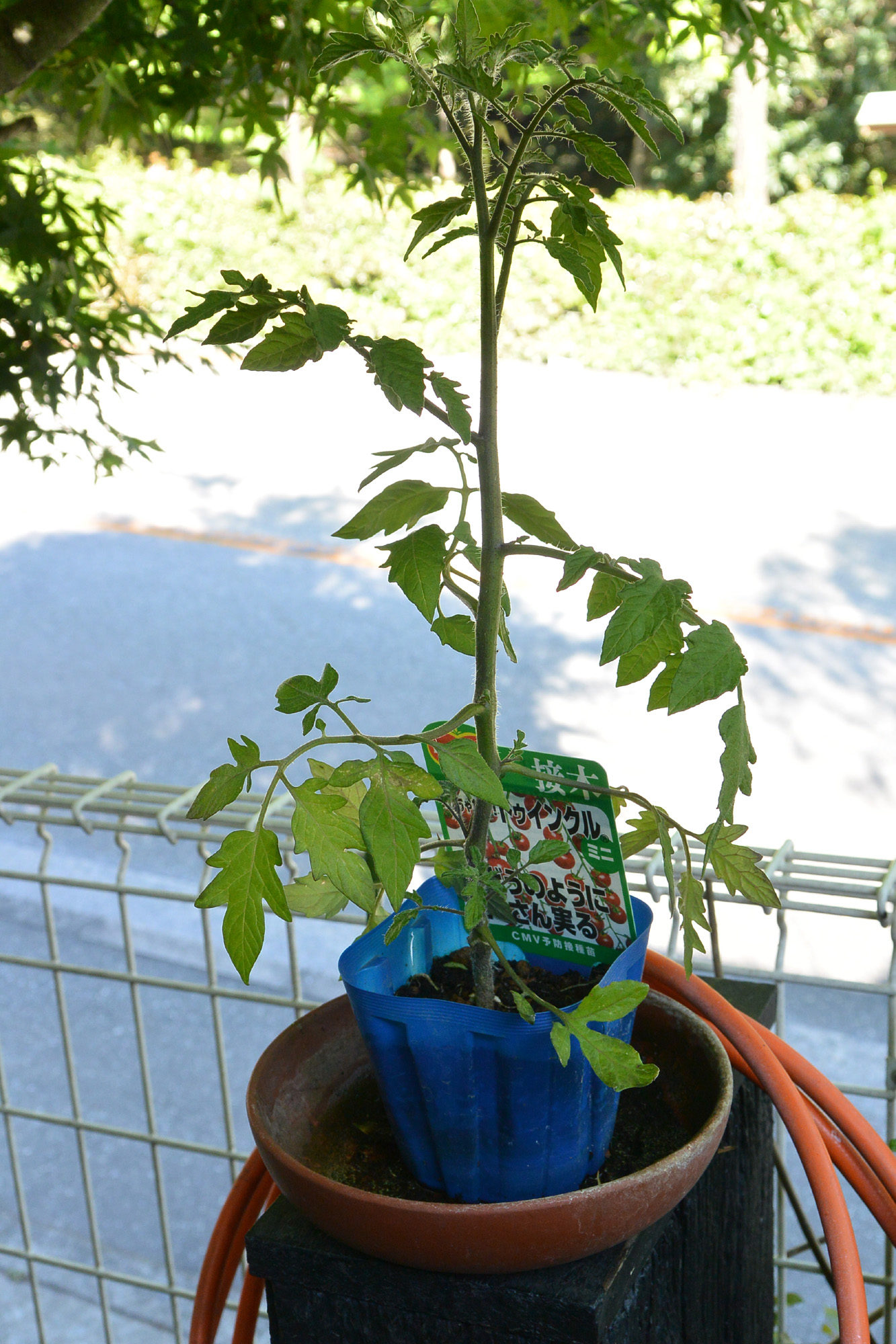 2020 ミニトマトの苗木植えました。