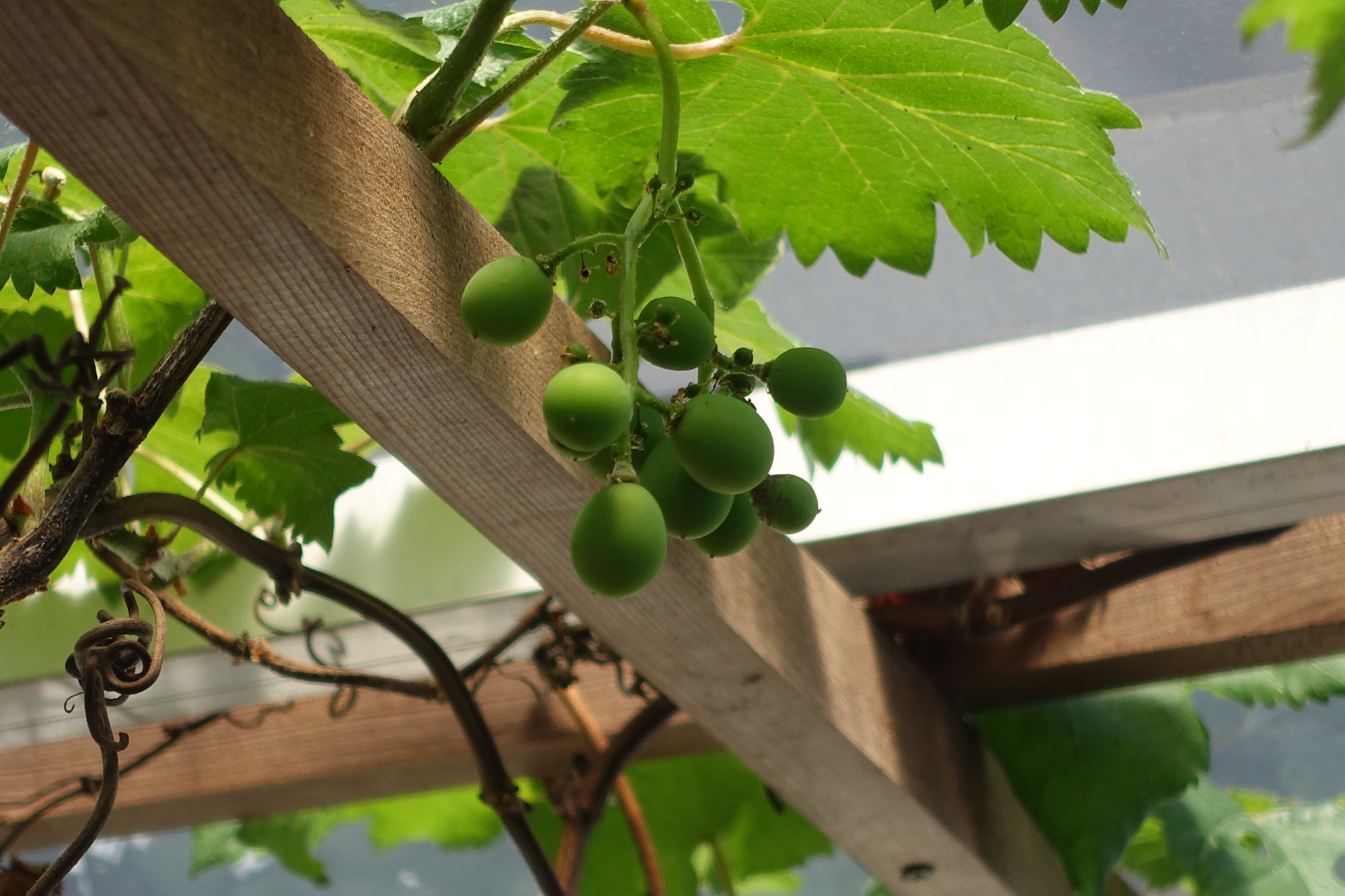 2022年6月　勝手に生えた葡萄が実りました。