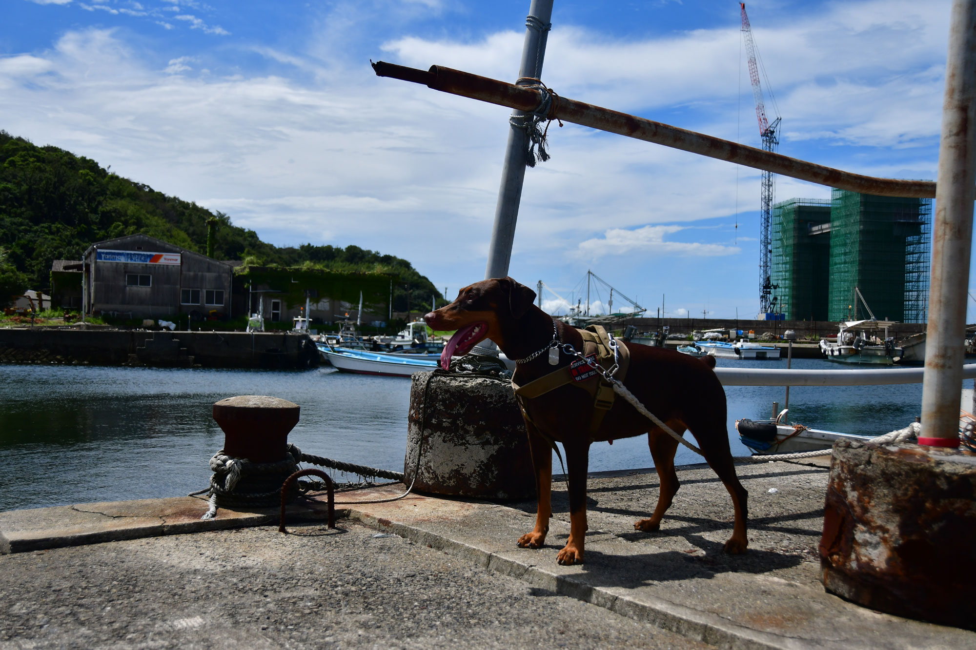 ママ家のお墓参りは、淡路島から船に乗ります。　愛犬マロン初めての船！