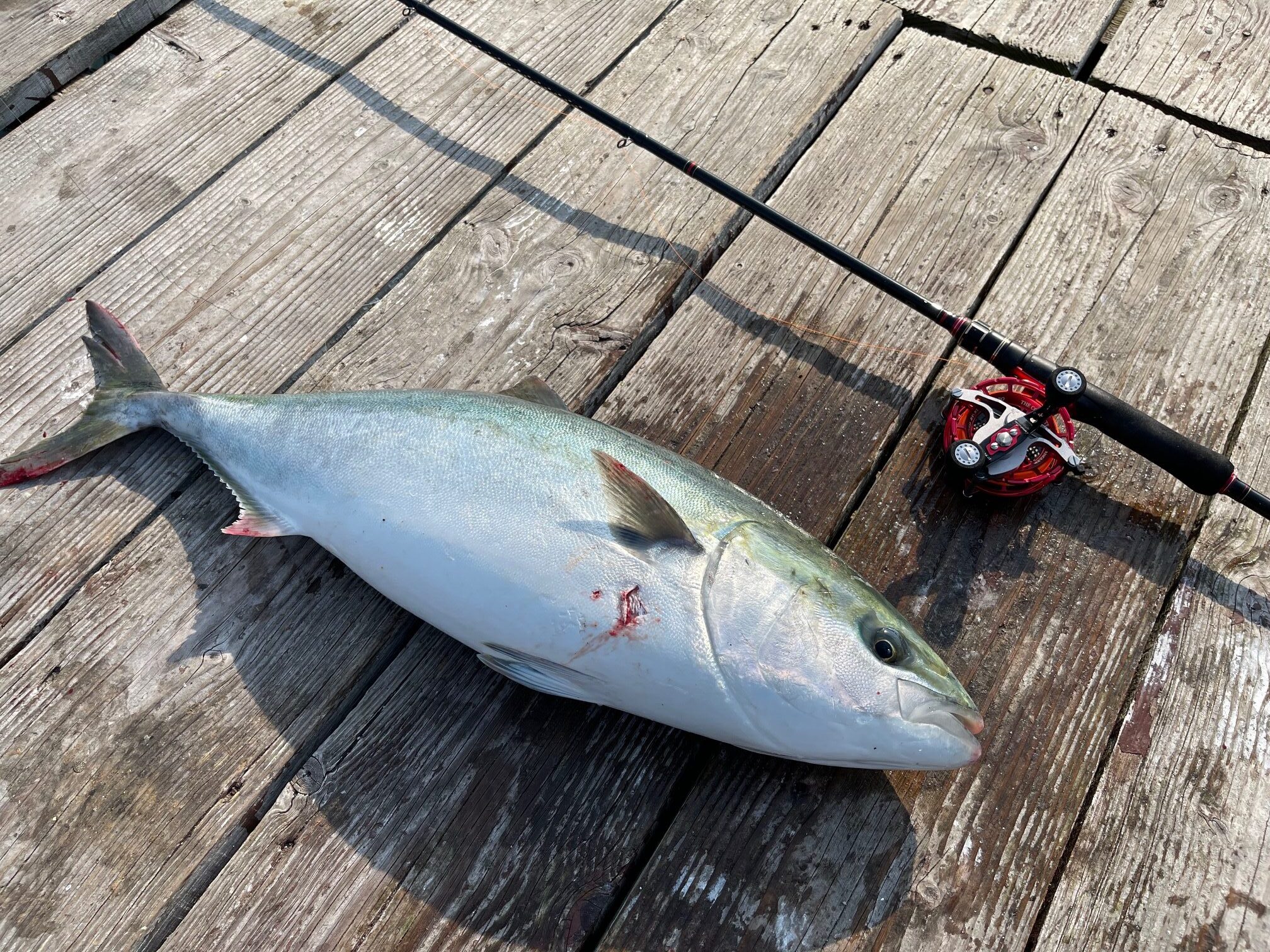 ヘチ竿で何とか青物70cm上げました！　海上釣堀　がまかつ 銀参郎アルティメイト MH300