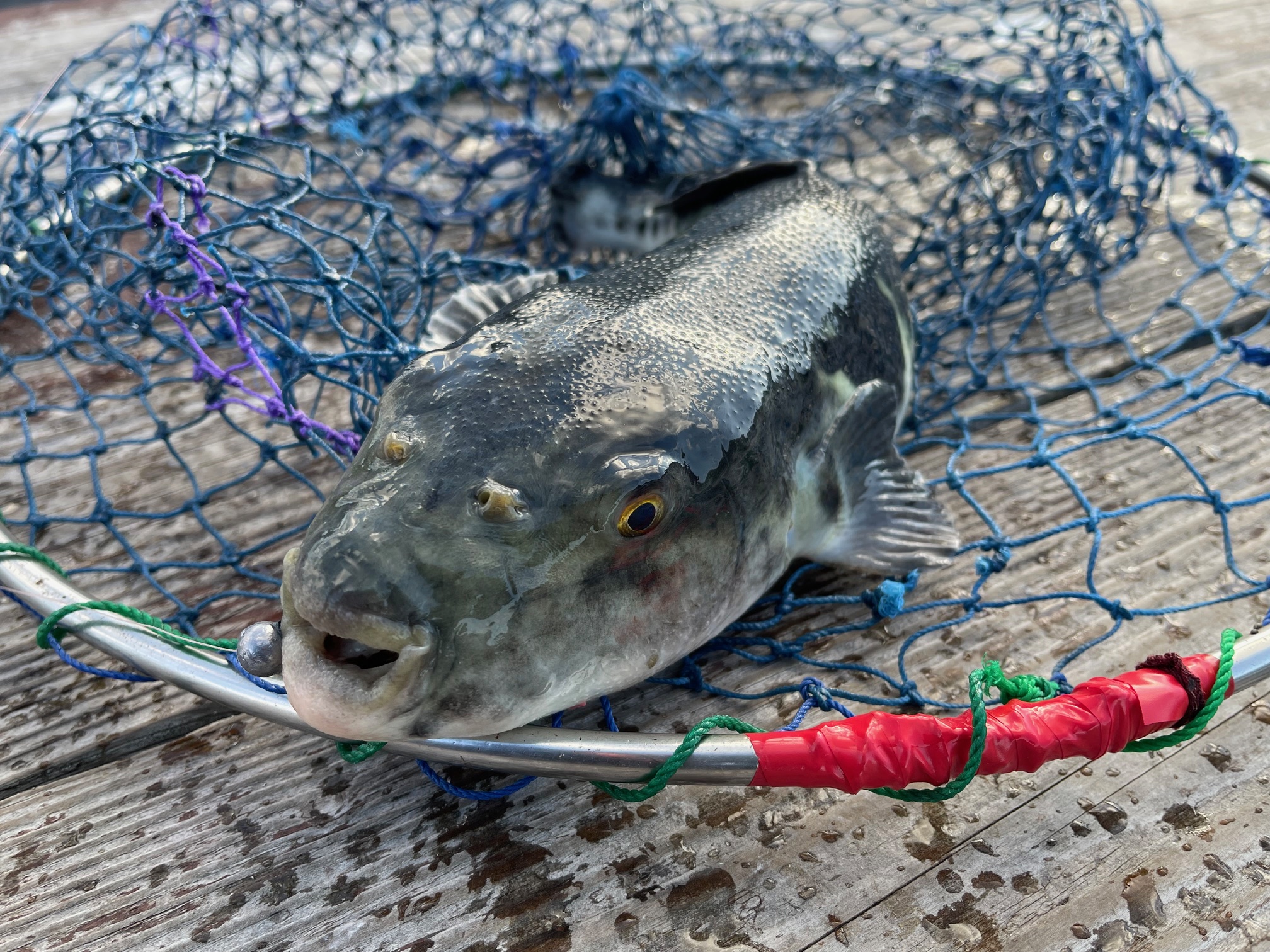 休日は、極寒の強風ですが海上釣堀に行って来ました。(*_*)