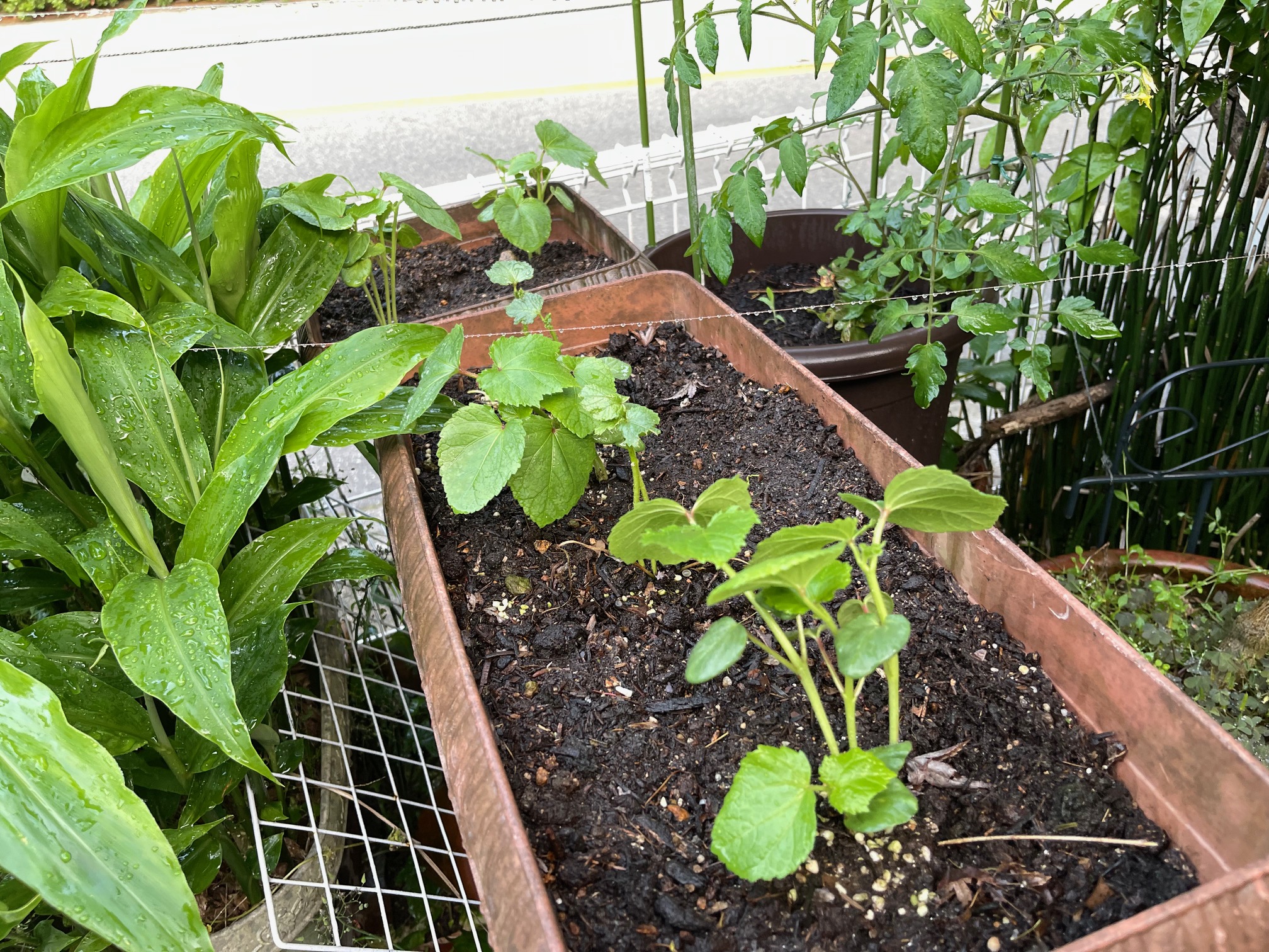 オクラ苗木全滅!もう一度オクラの苗木買いました。ついでに千両茄子も。夏野菜家庭菜園 オクラ苗木全滅!もう一度オクラの苗木買いました。ついでに千両茄子も。夏野菜家庭菜園
