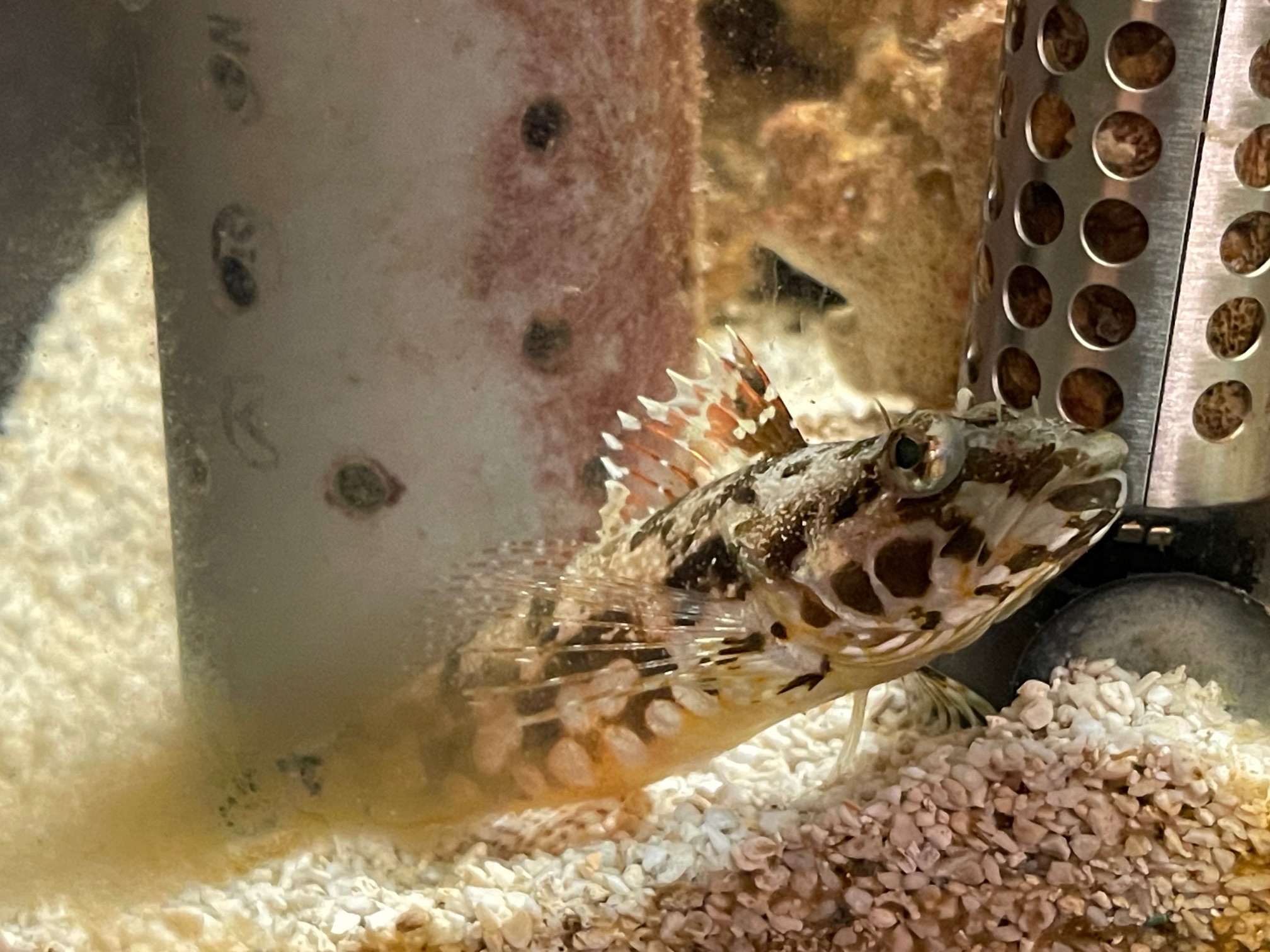 天然アサヒアナハゼが我が家の水槽に！