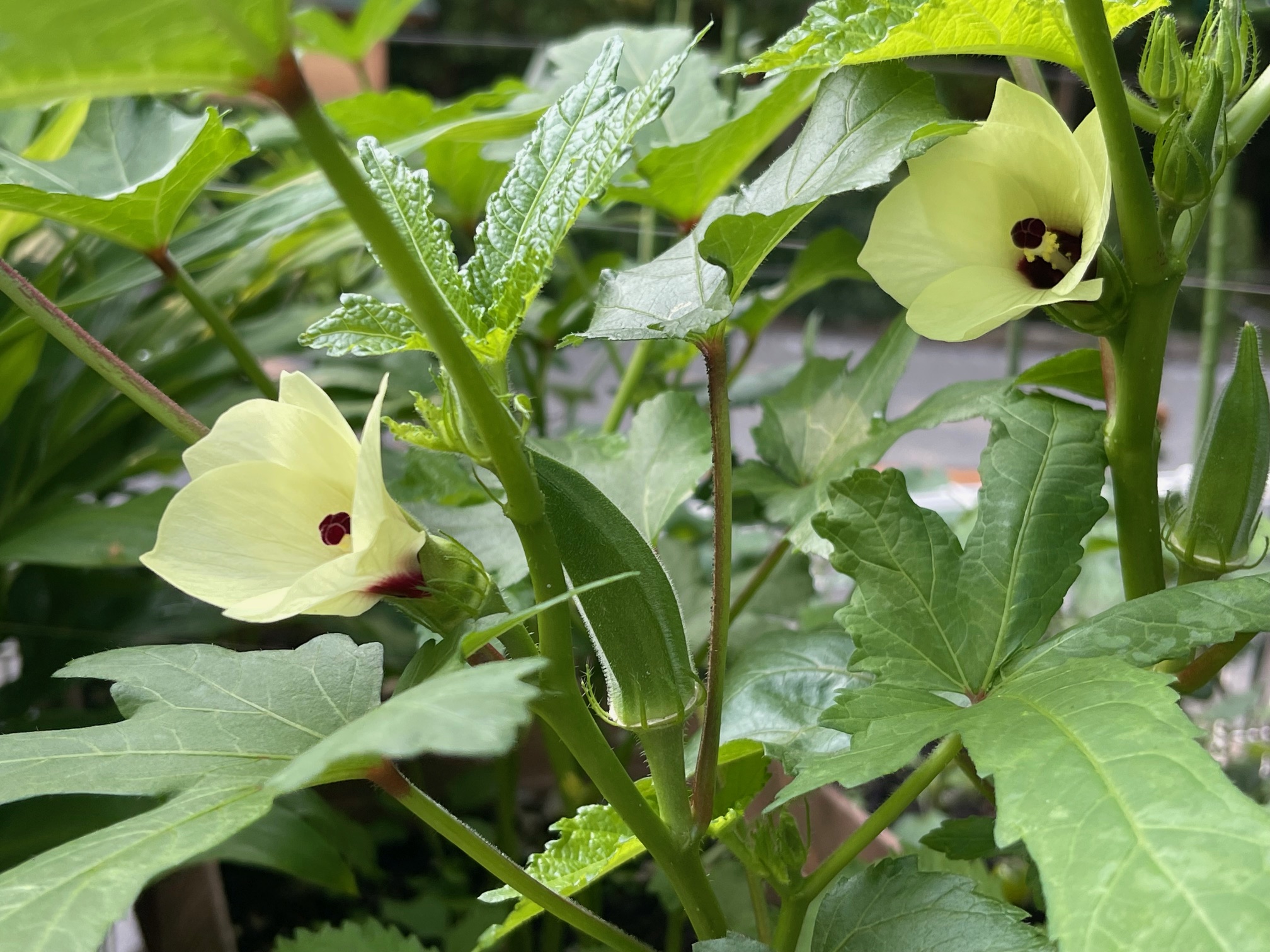 家庭菜園のオクラようやく！プランター菜園