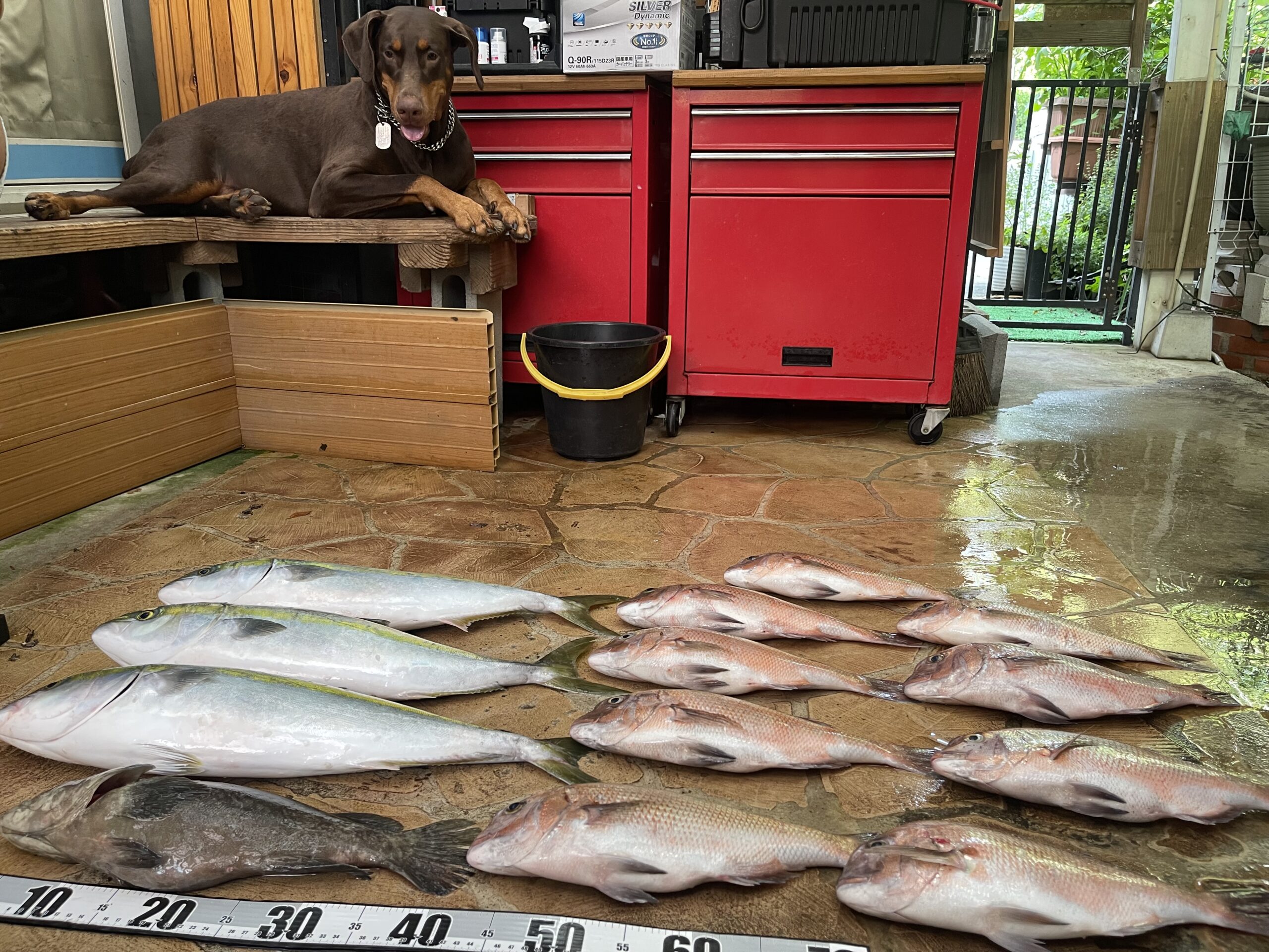 海上釣堀でパパ初めてタマクエ釣りました。（小さいけど）
