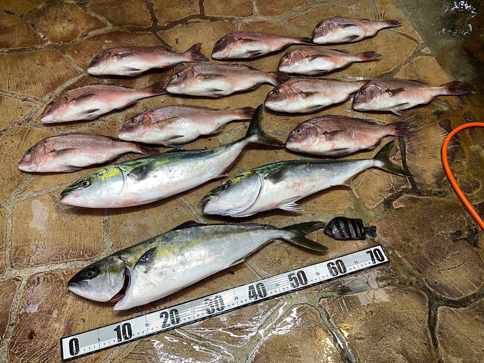 雨予報だったが？海上釣堀でママ釣果王ランクイン！