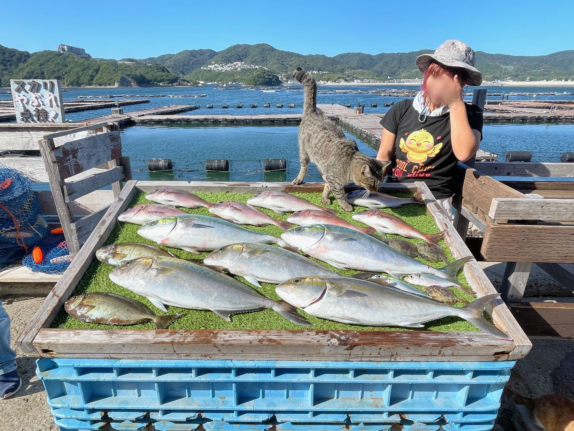 海上釣堀、今日も餌取りとの戦い！カンパチ、オリーブハマチで満足する我が家！