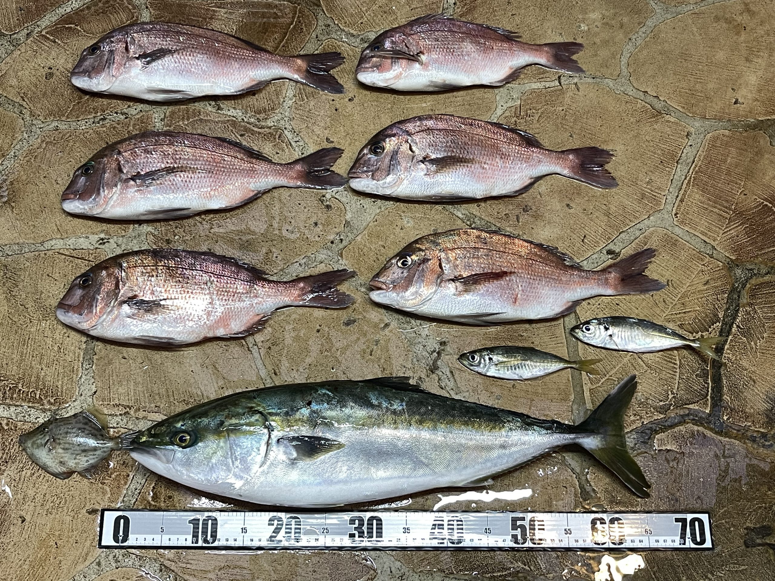 海上釣堀 最近釣れません。(*_*) 海上釣堀 最近釣れません。(*_*)