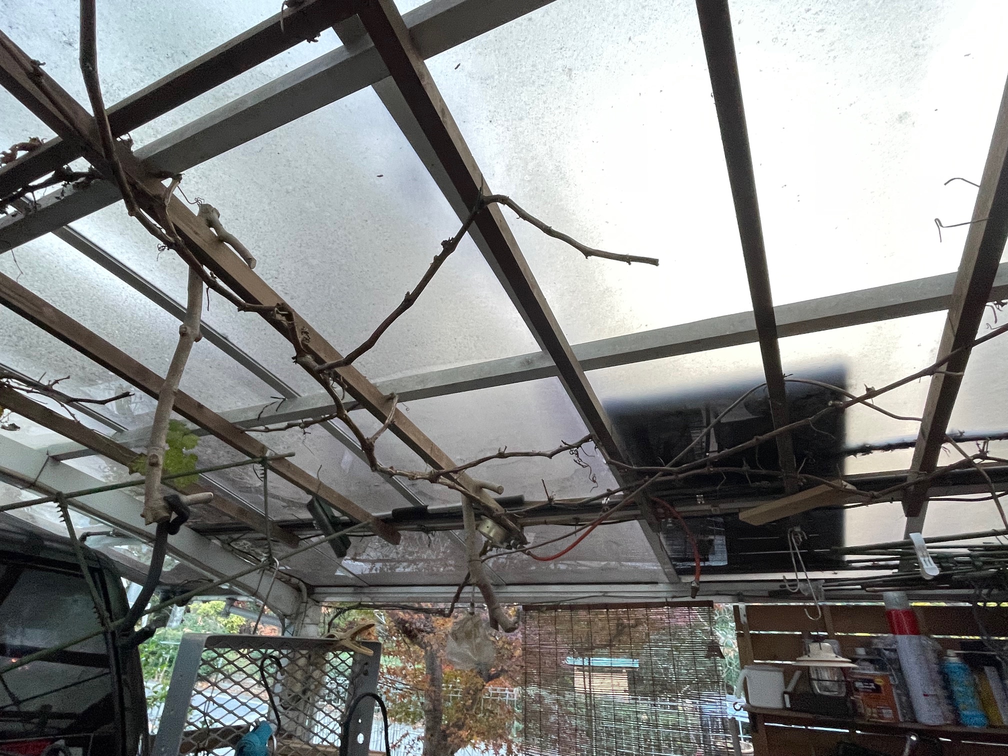 少し早いカーポート下の葡萄の剪定 少し早いカーポート下の葡萄の剪定