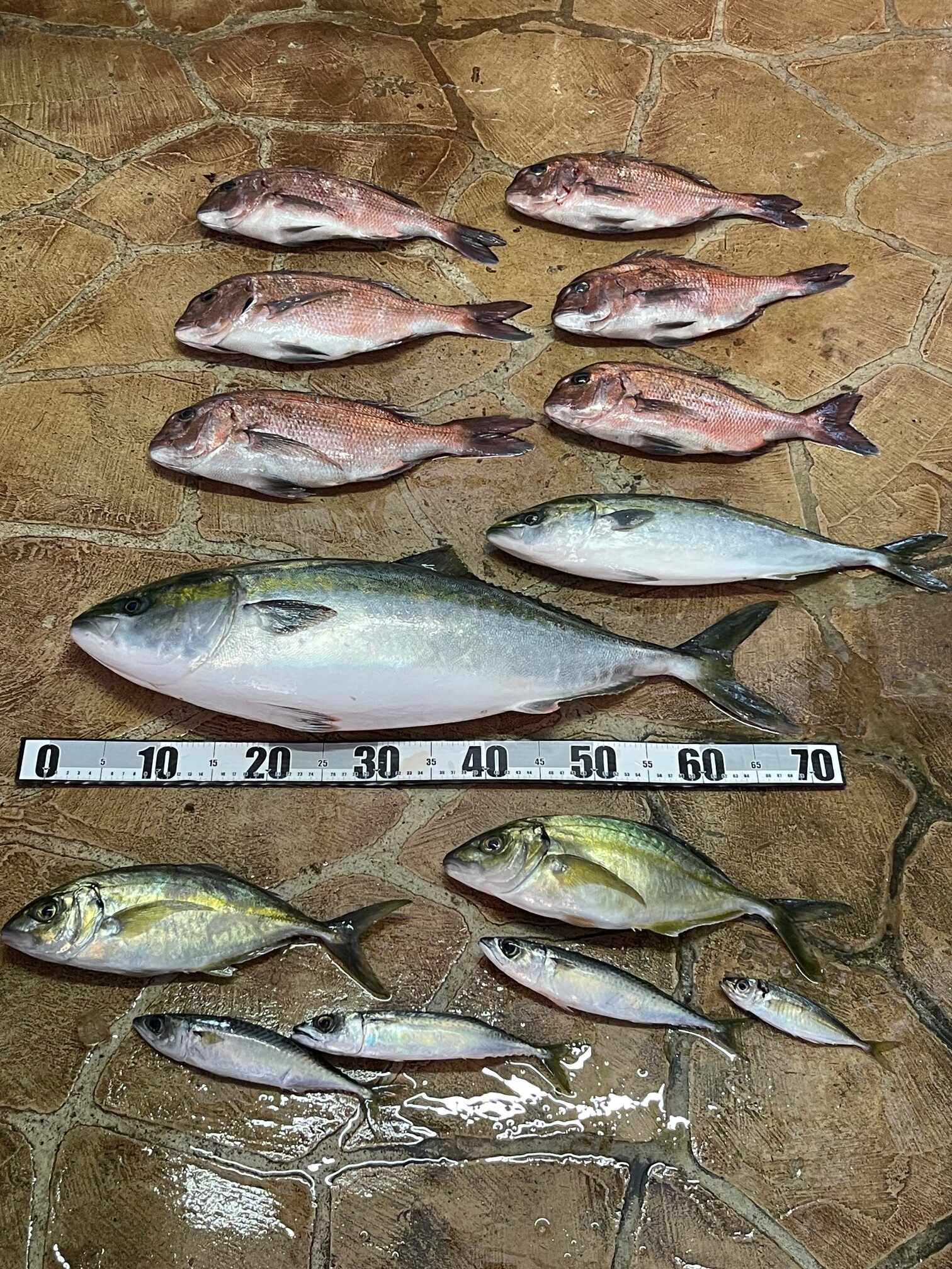 やっぱり今年もパパは、クジ運悪い！　海上釣堀 5kg越えオリーブハマチ（メジロ)GET！(^o^)