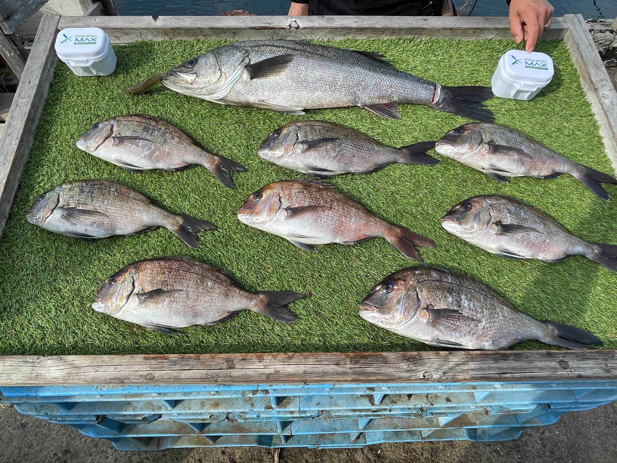 海峡釣堀の場外でママ大物を掛けた！(^_^;)