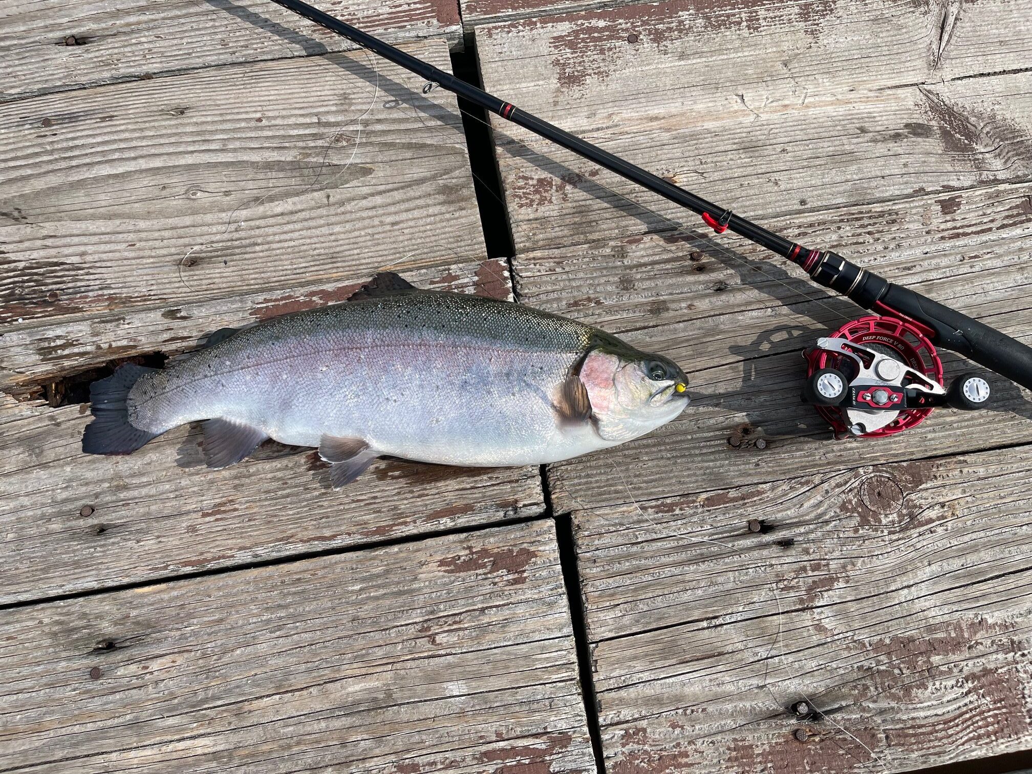 やっとトラフグとサーモン釣れました。
