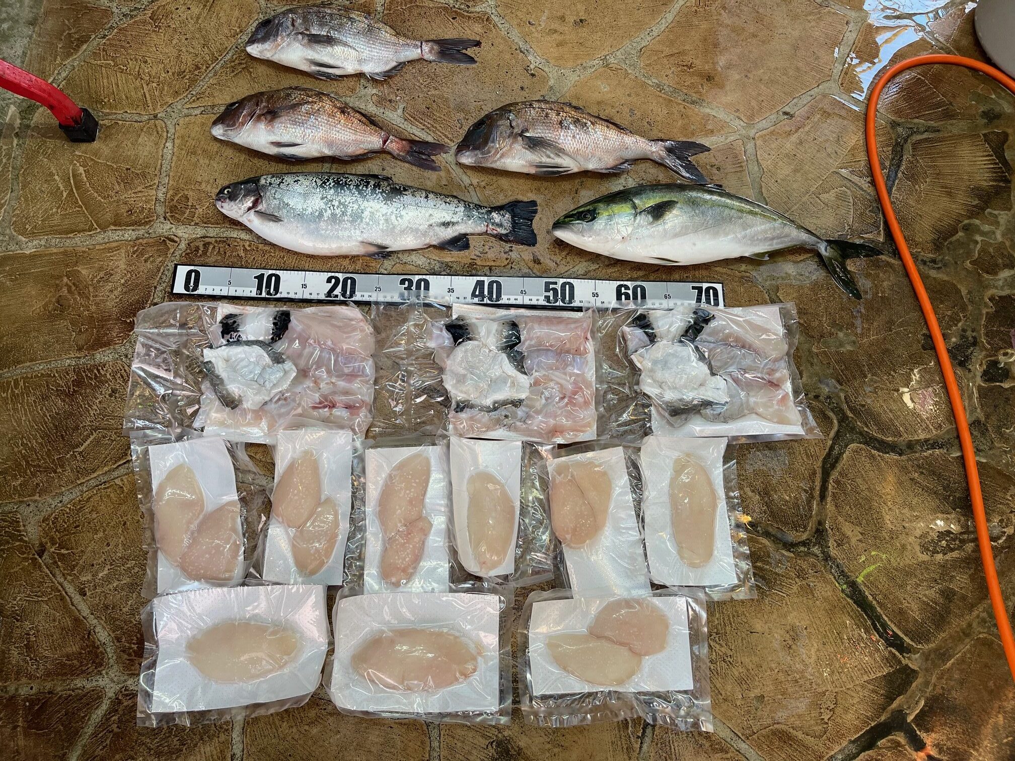 今日は、ホンマにアカン！　海上釣堀