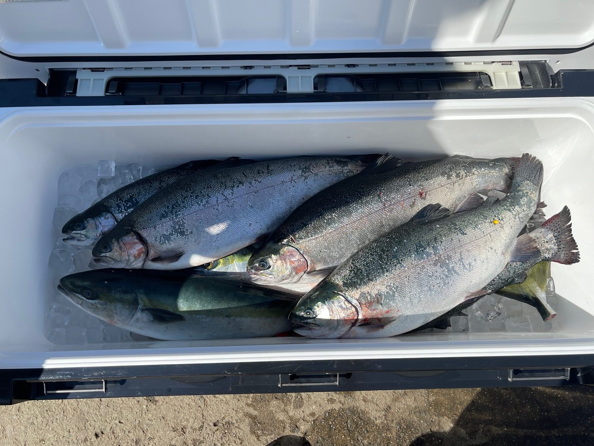 海上釣堀　相変わらずクジ運悪くてブービー入場。