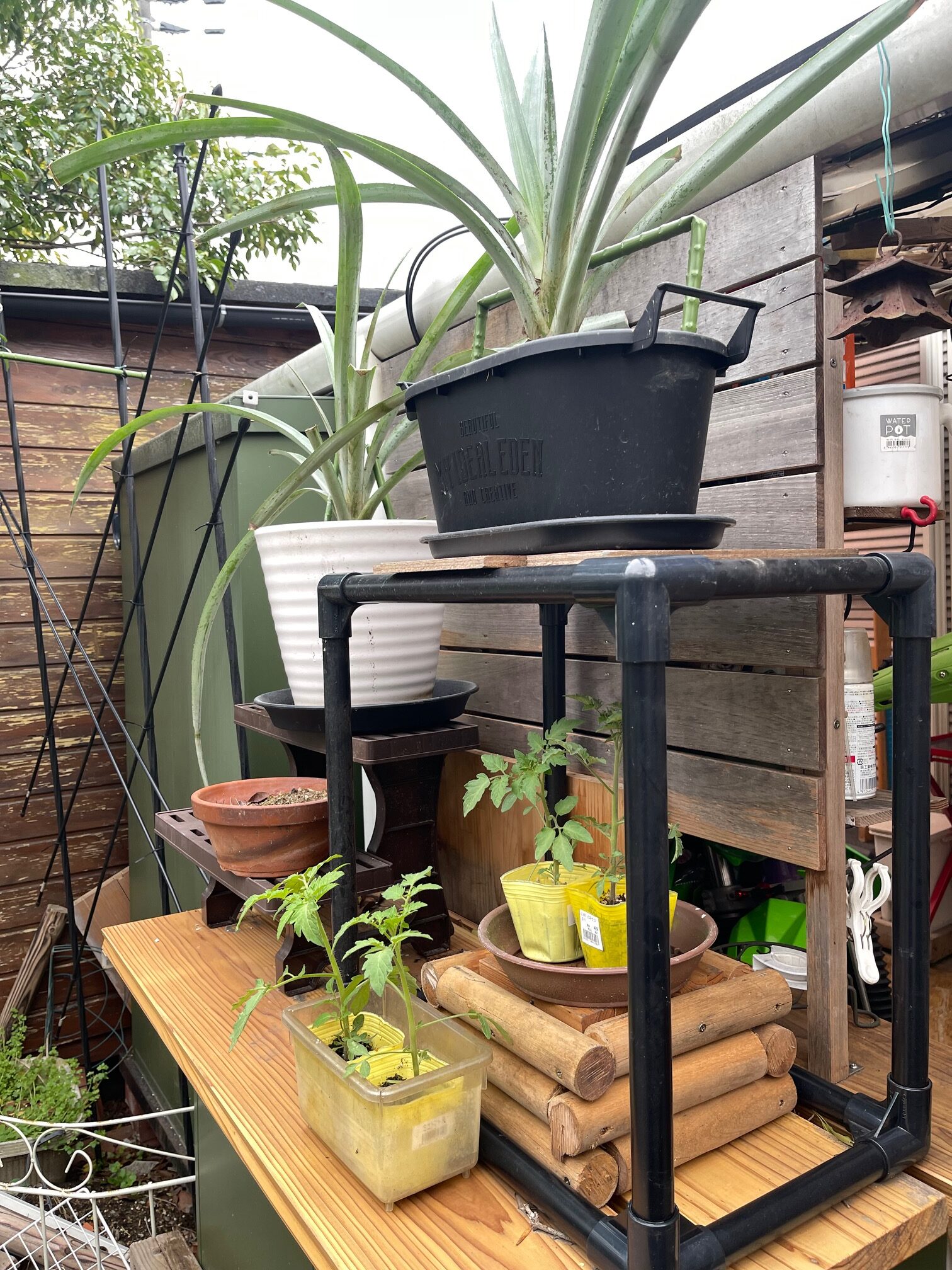 黄色トマトの苗4個買いました。 黄色トマトの苗4個買いました。