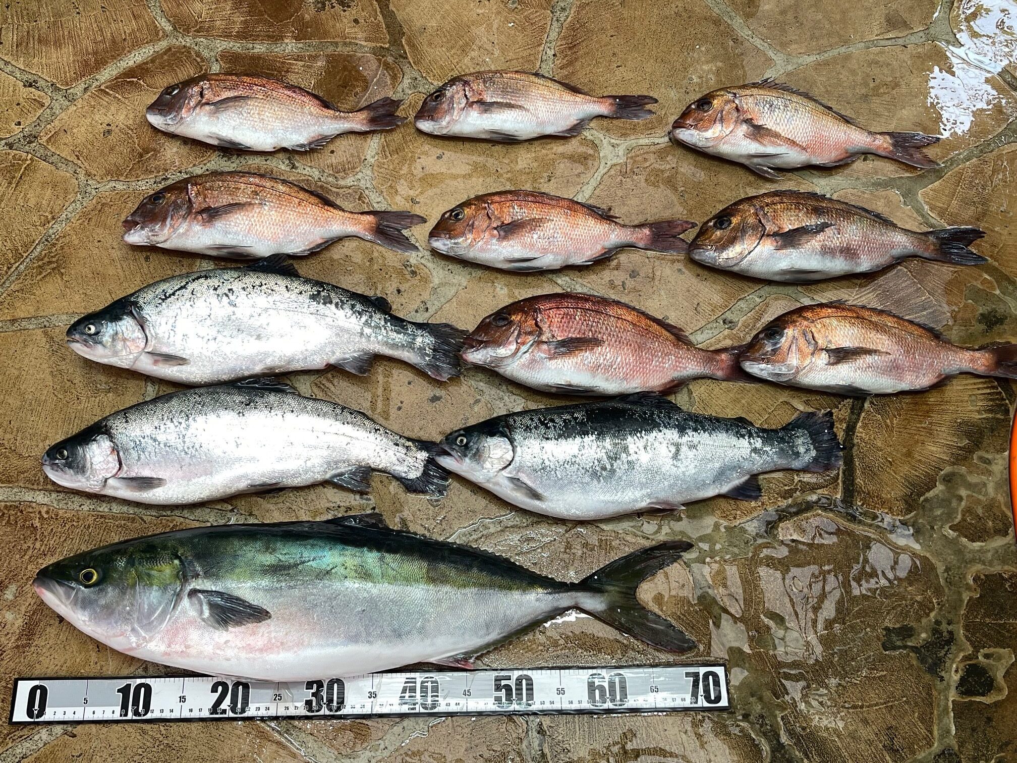 2週間ぶりの海上釣堀でした。 2週間ぶりの海上釣堀でした。