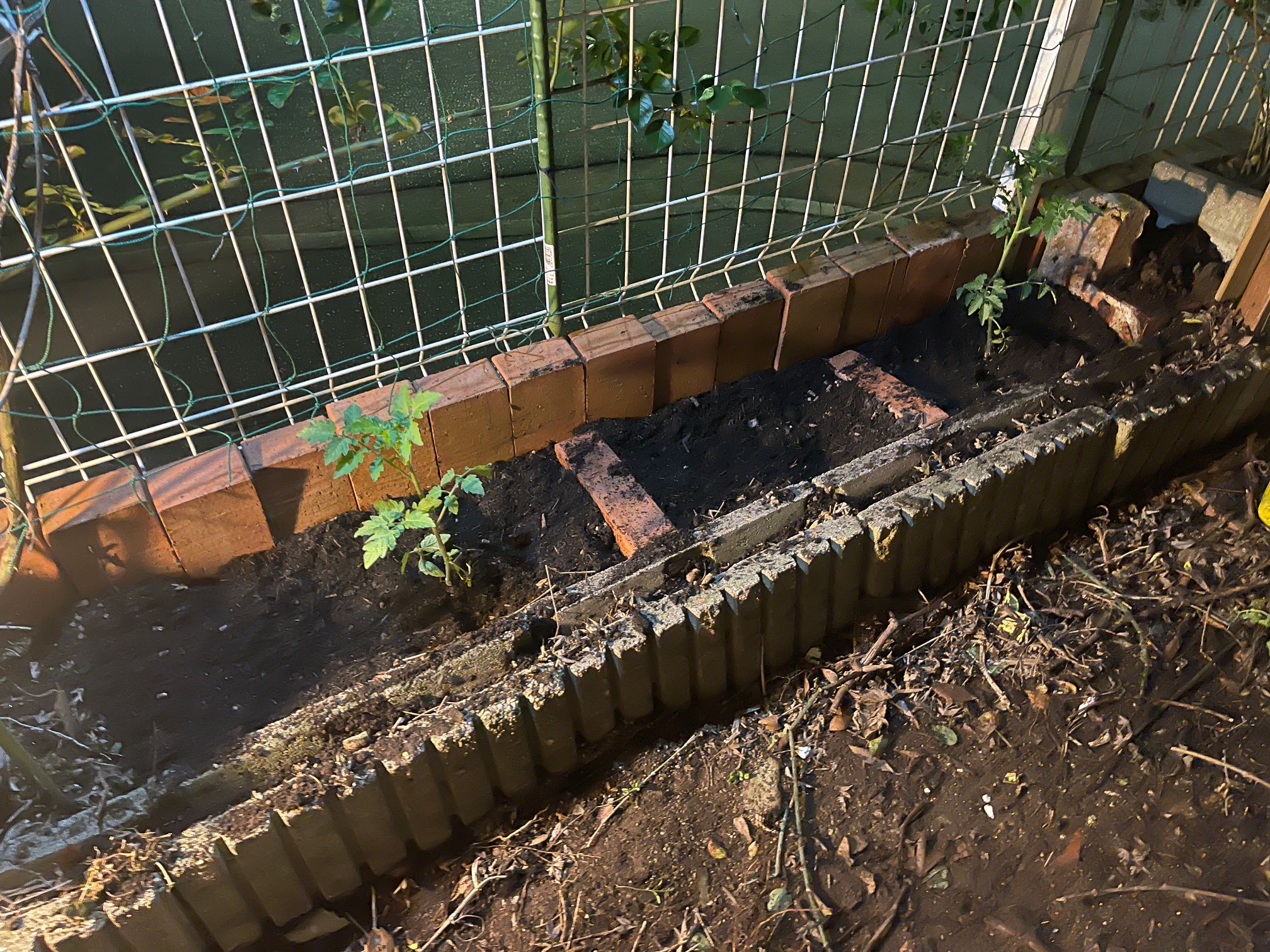 2026年　夏野菜の用意！腰痛めているパパであります。(*_*)