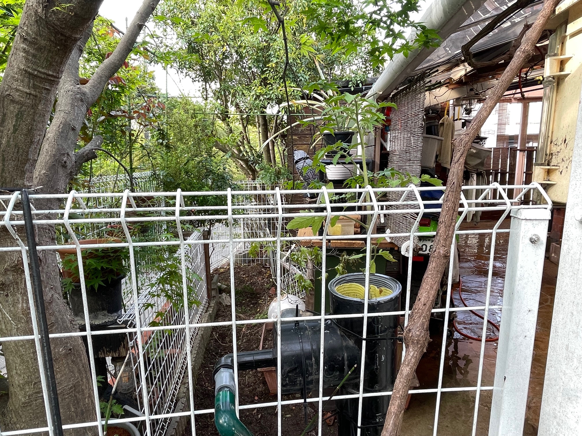 今年は、水耕栽培にチャレンジしてみる。その１　黄色ミニトマト家庭菜園　アクアポニックス