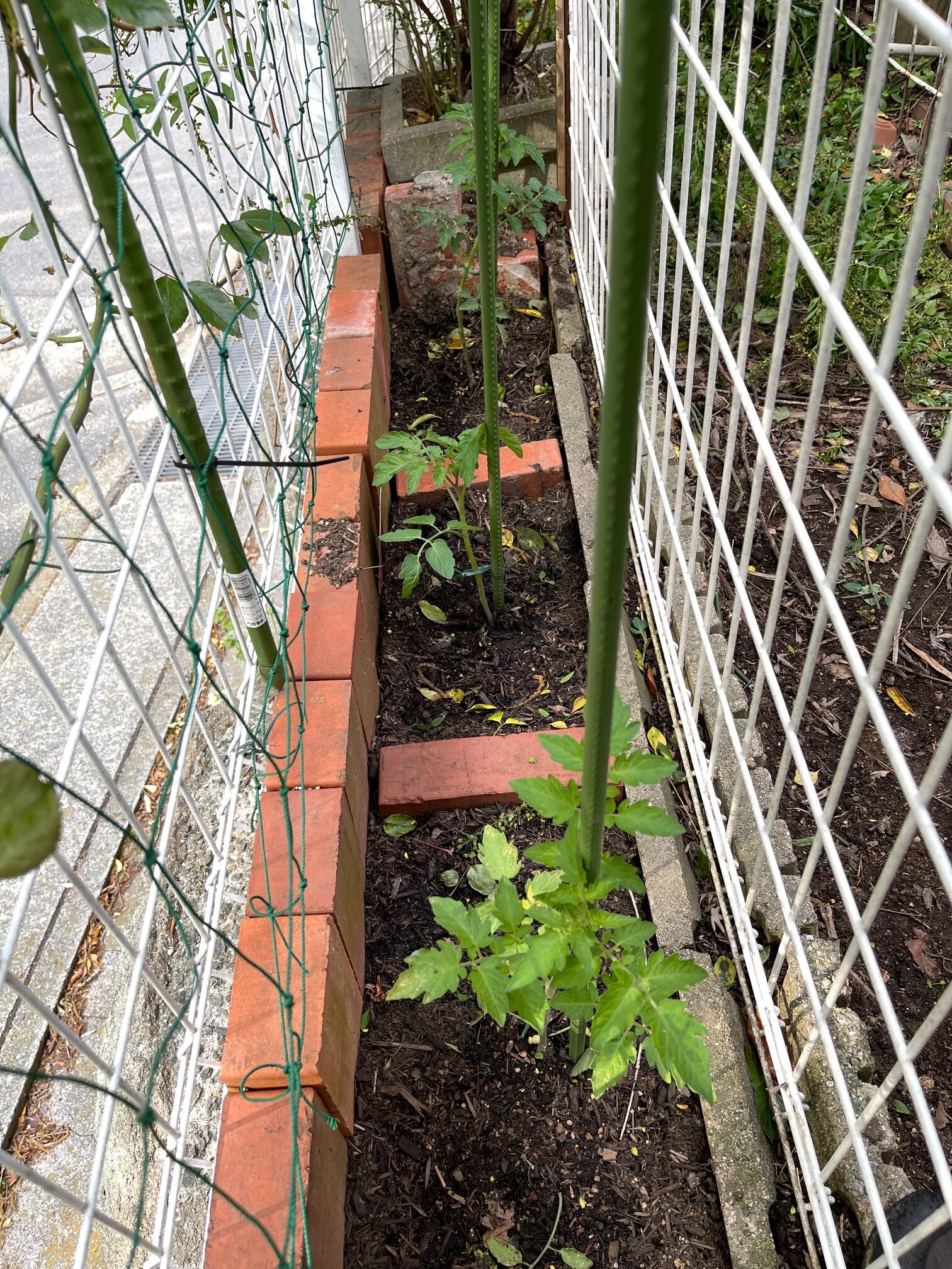 赤いミニトマトの苗も植えました。