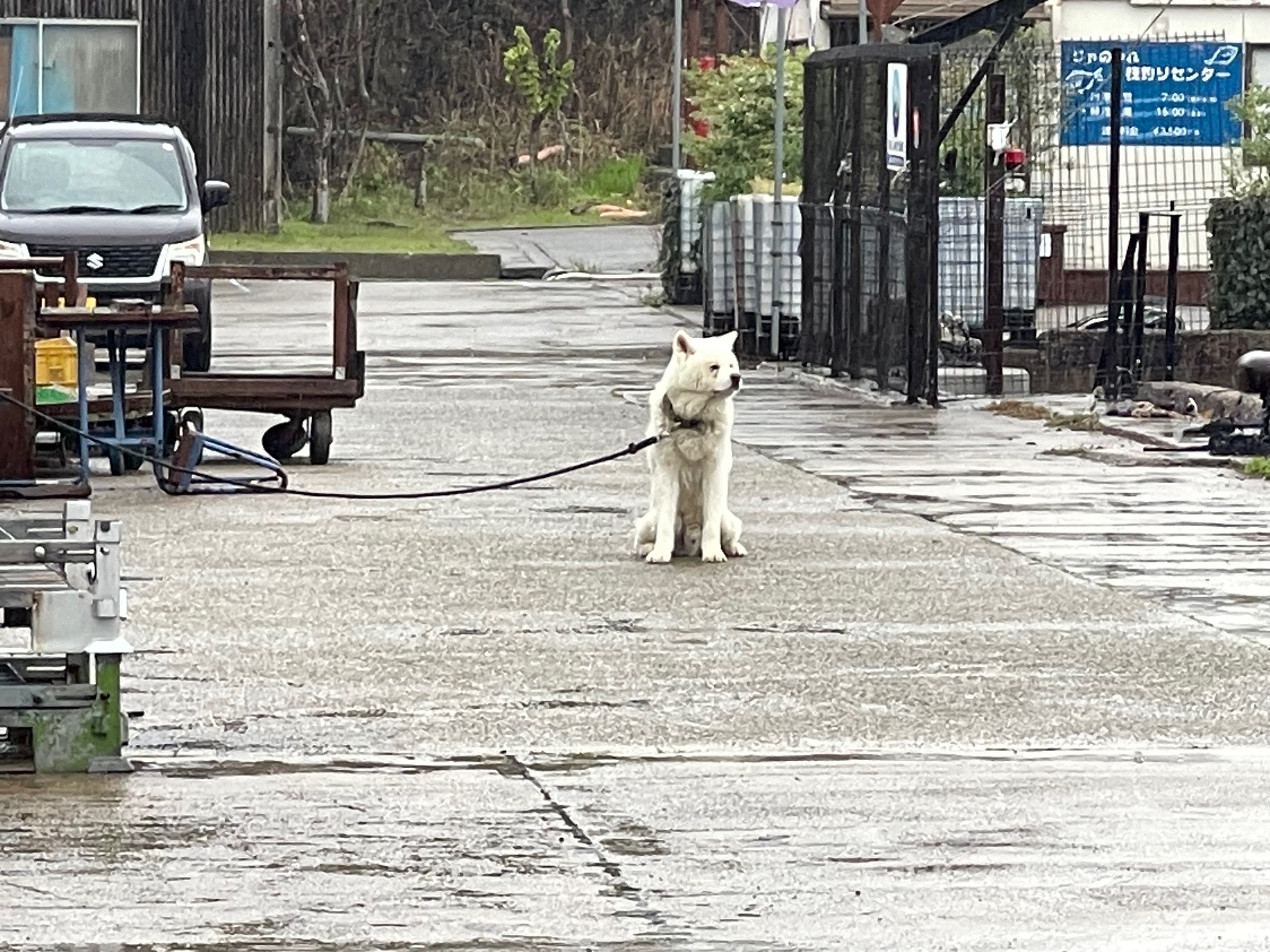 2週間ぶりの海上釣堀！大雨だったがパパ、久々につ抜けしました。(^o^)