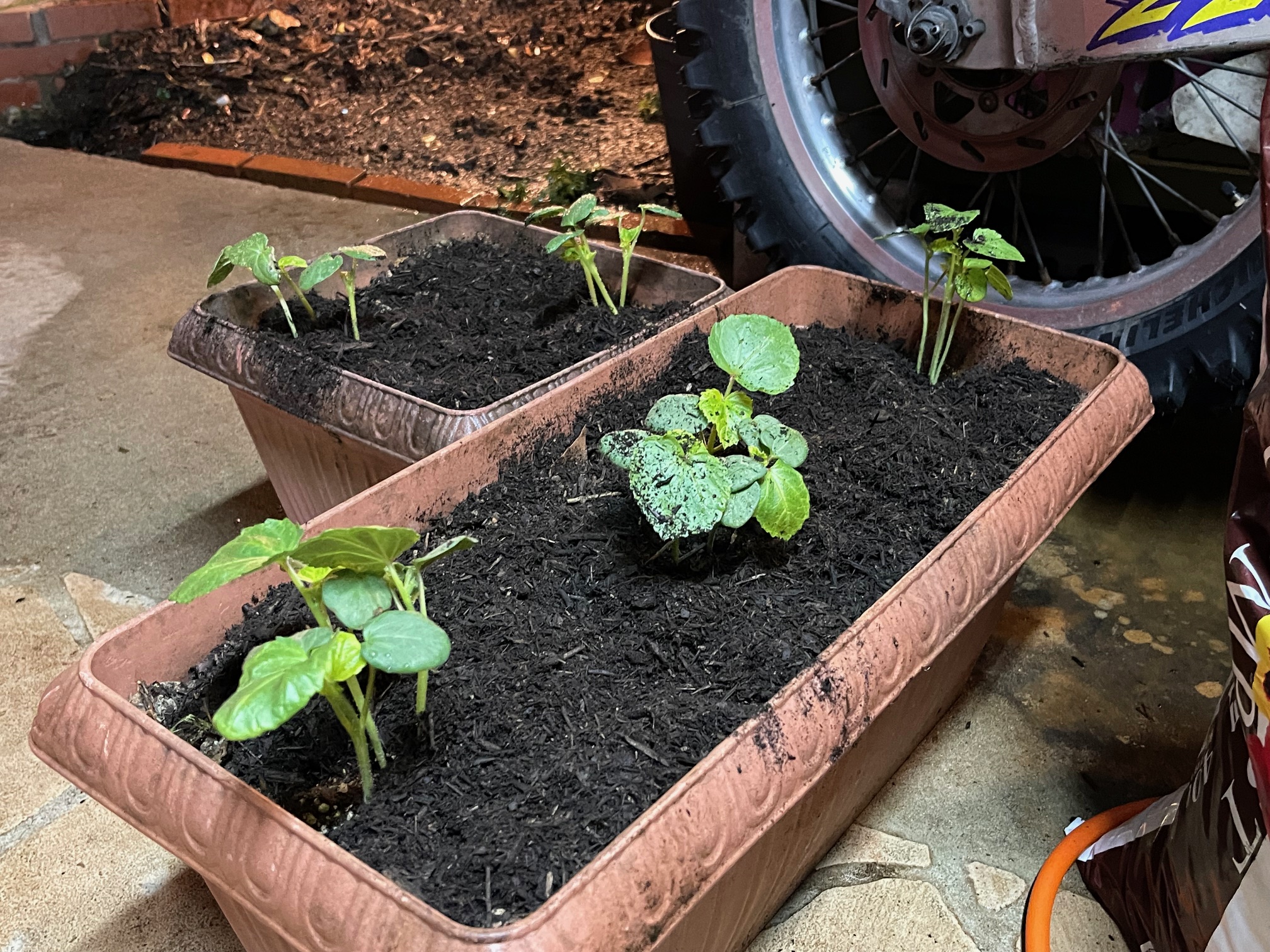 2026年夏野菜　今年もオクラ植えました。　プランター菜園