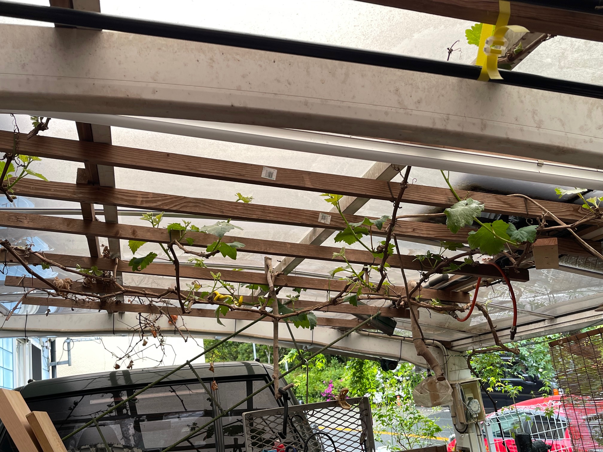 カーポート下の葡萄、芽かき