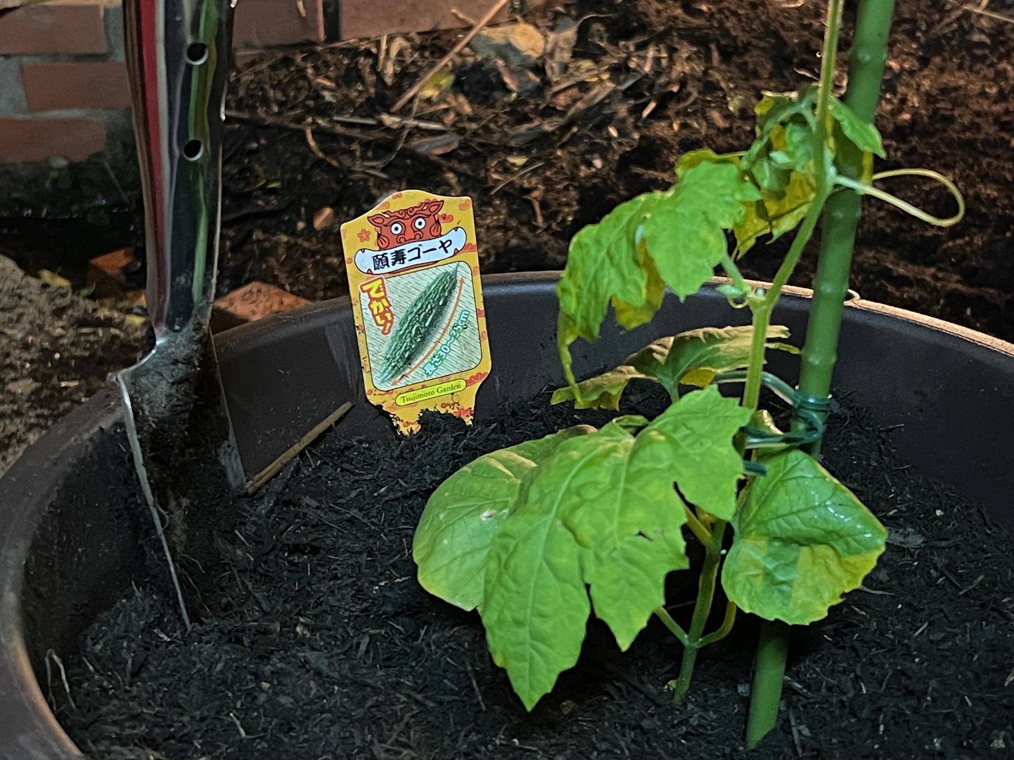 2026夏野菜　ゴーヤの苗をプランターに植えました。　プランター栽培