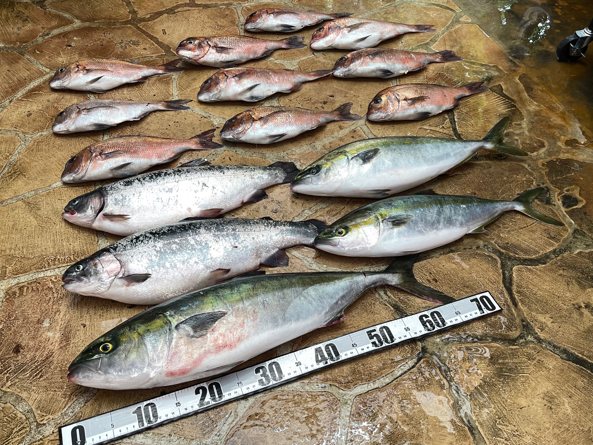 海上釣堀、2週連続の雨！(*_*)釣果は、まあまあ。